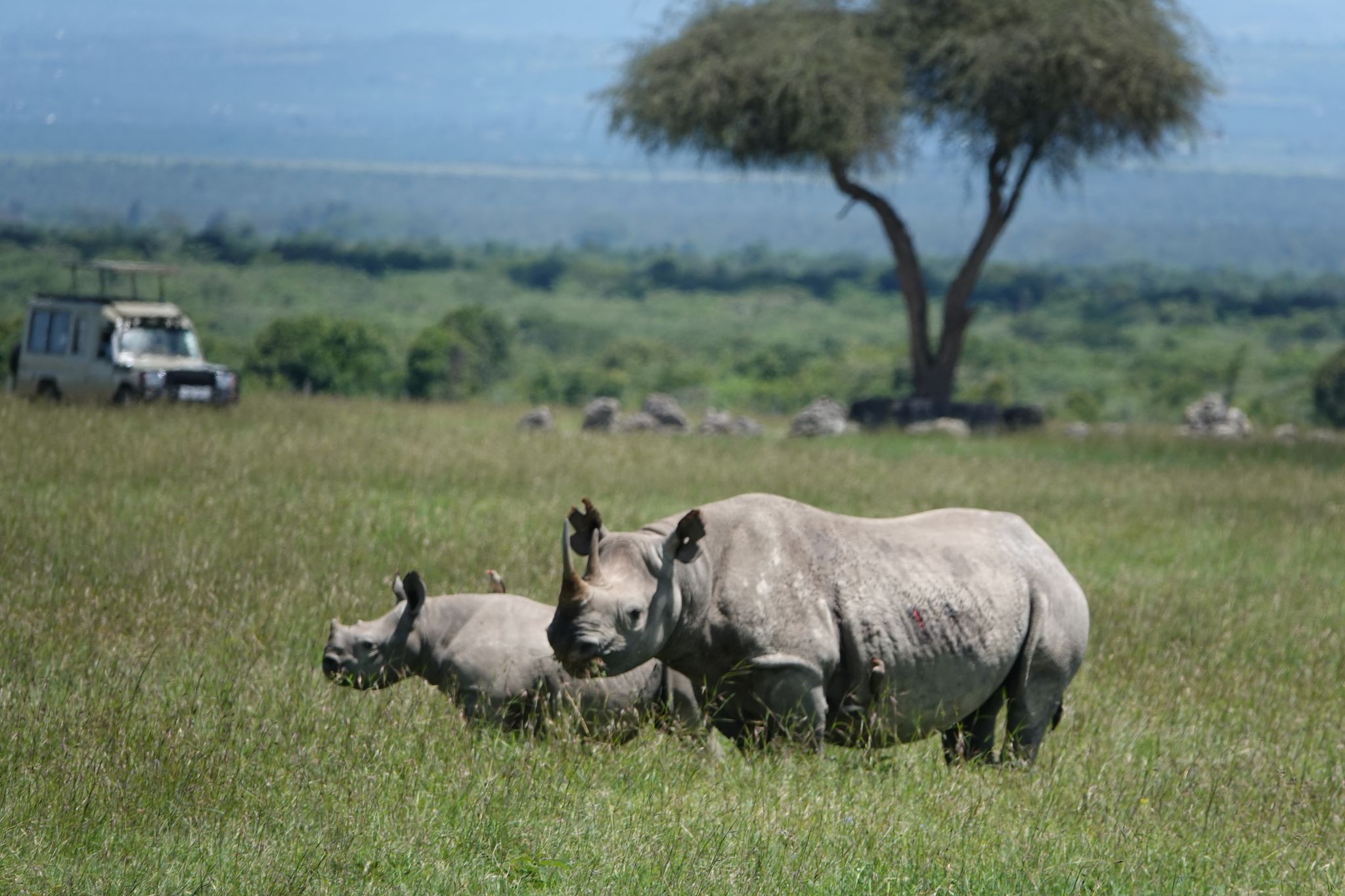 Die positiven Entwicklungen im Tierschutz sind sehr fragil, warnt die Internationale Union für Naturschutz. (Archivbild)