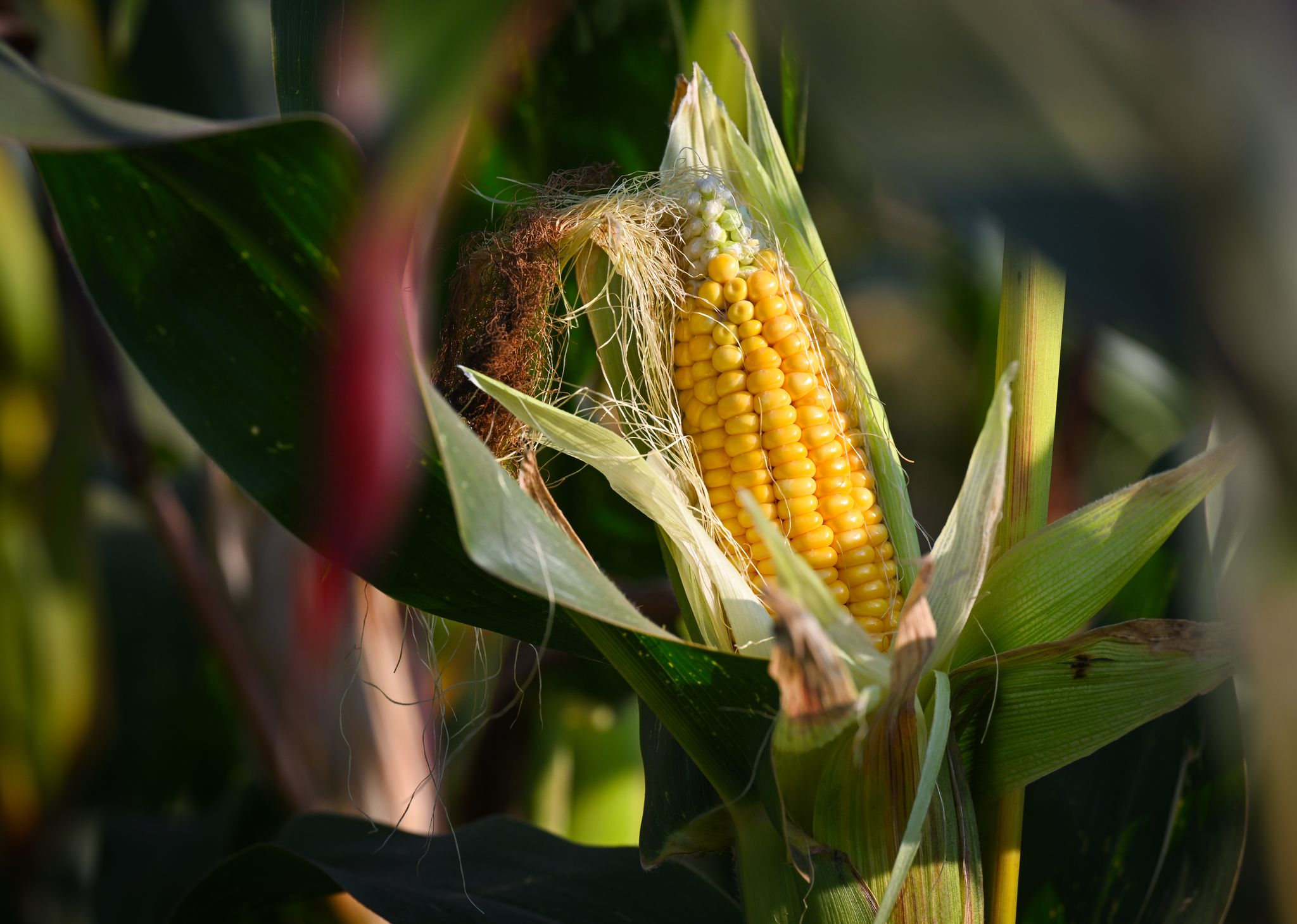 Rund 80 Prozent des in Deutschland angebauten Maises dienen der Tierfütterung, nur ein kleiner Teil wird als Lebensmittel genutzt.