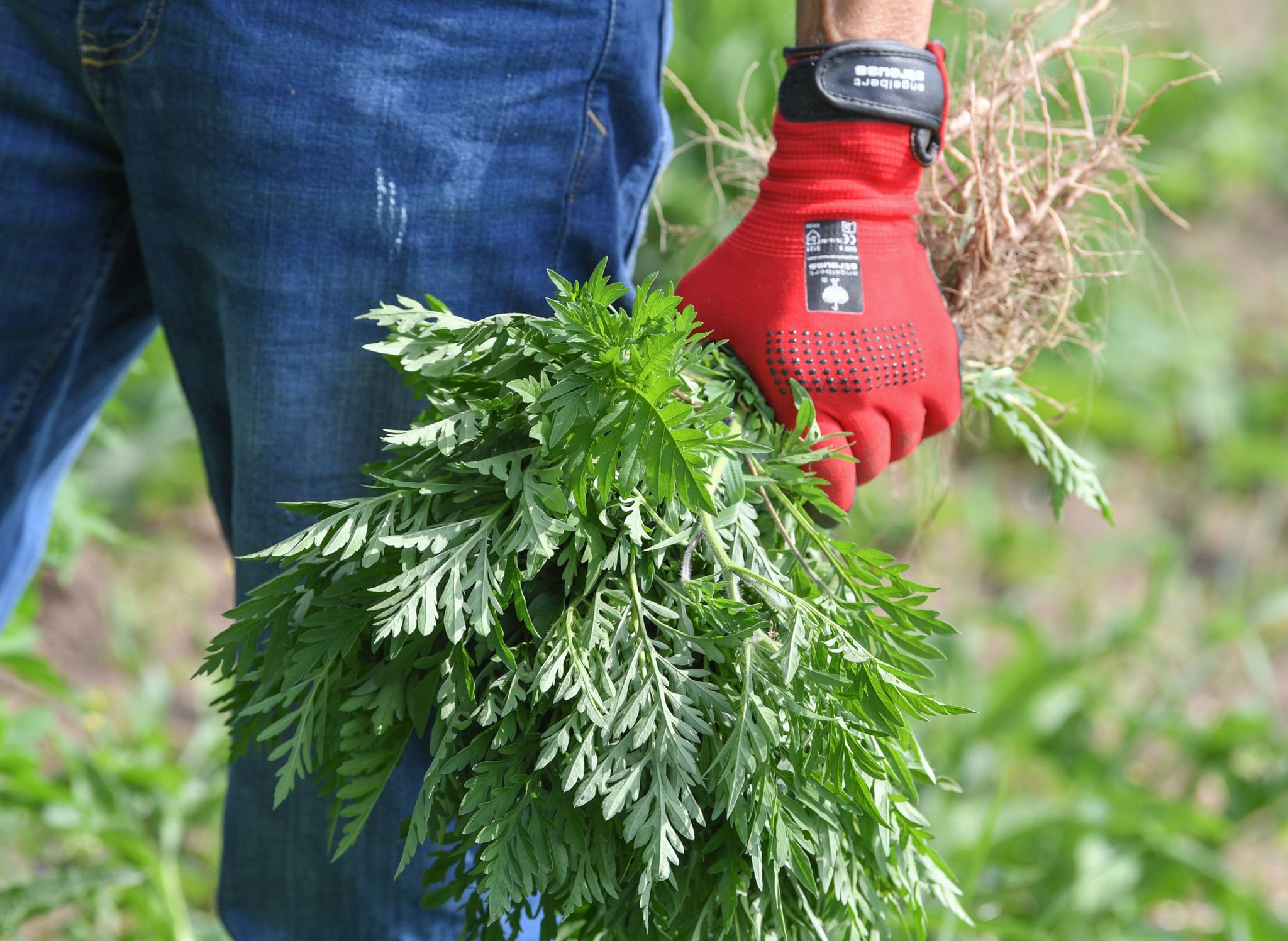 Wer die Ambrosia in seinem Garten entdeckt, sollte sie aus dem Weg schaffen. Handschuhe schützen dabei vor Hautreizungen.