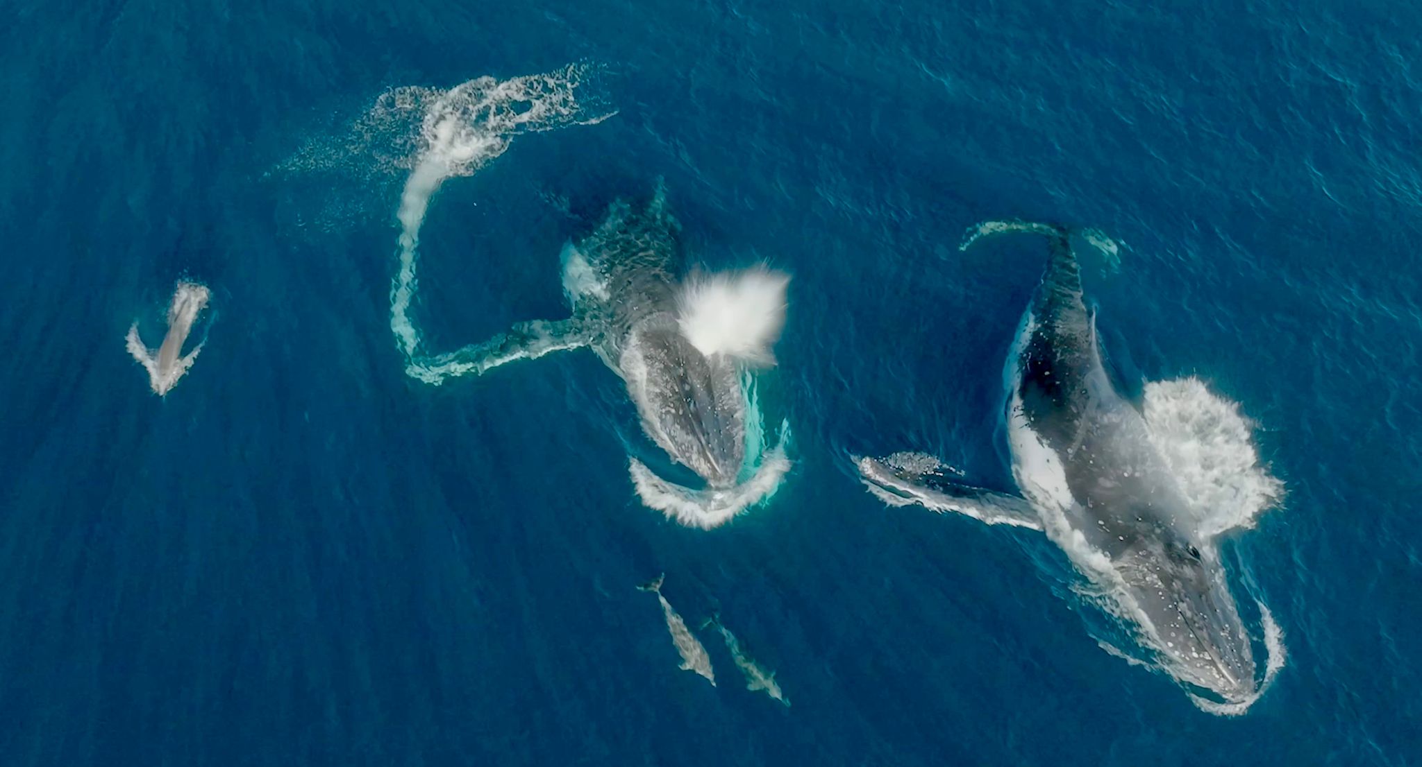 Meeressäuger unter sich - Wale und Delfine können etwas miteinander anfangen.