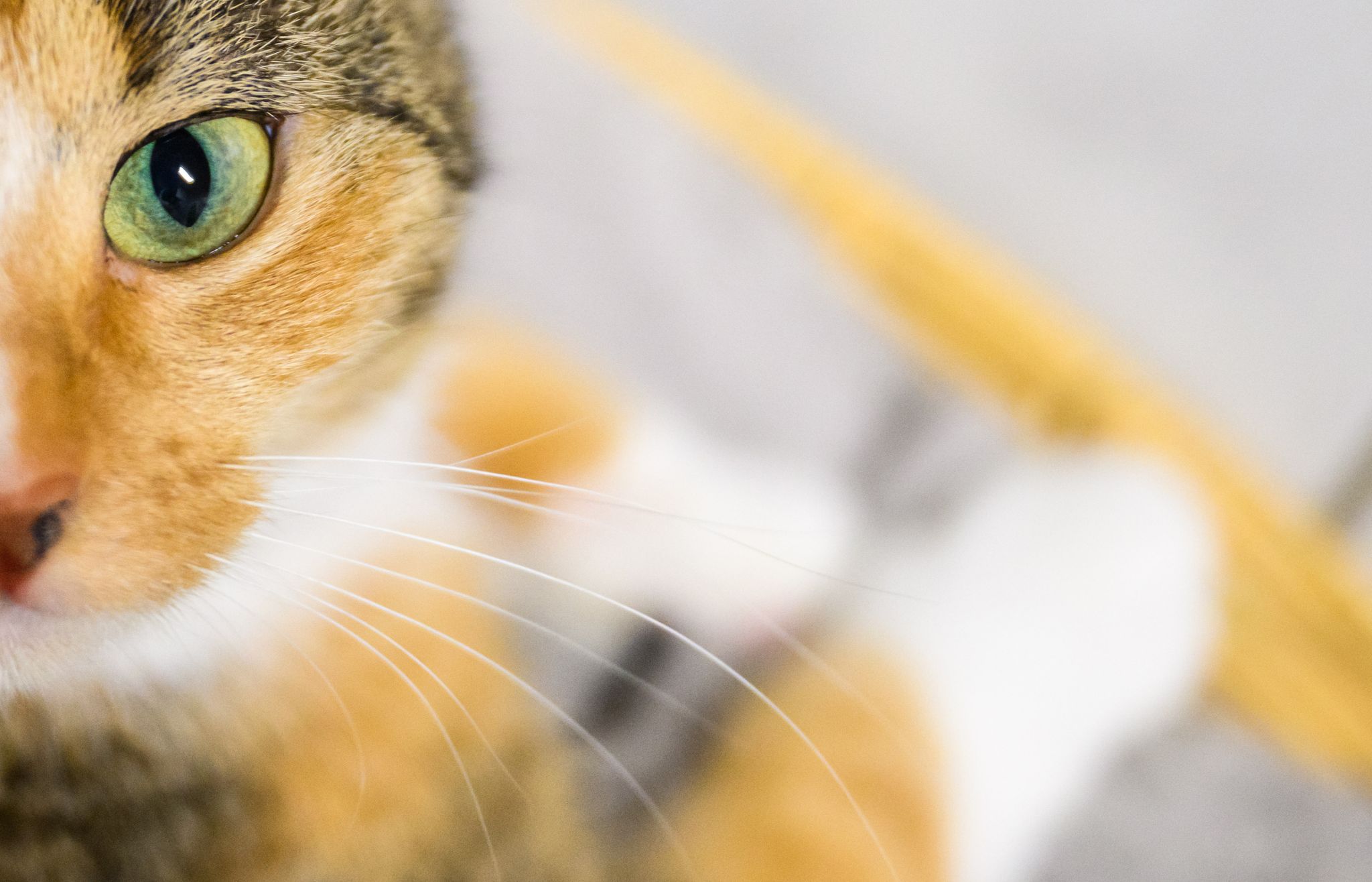 Katzenbesitzer sollen der Wissenschaft helfen: Mit Handyvideos ihrer Lieblinge. (Symbolbild)