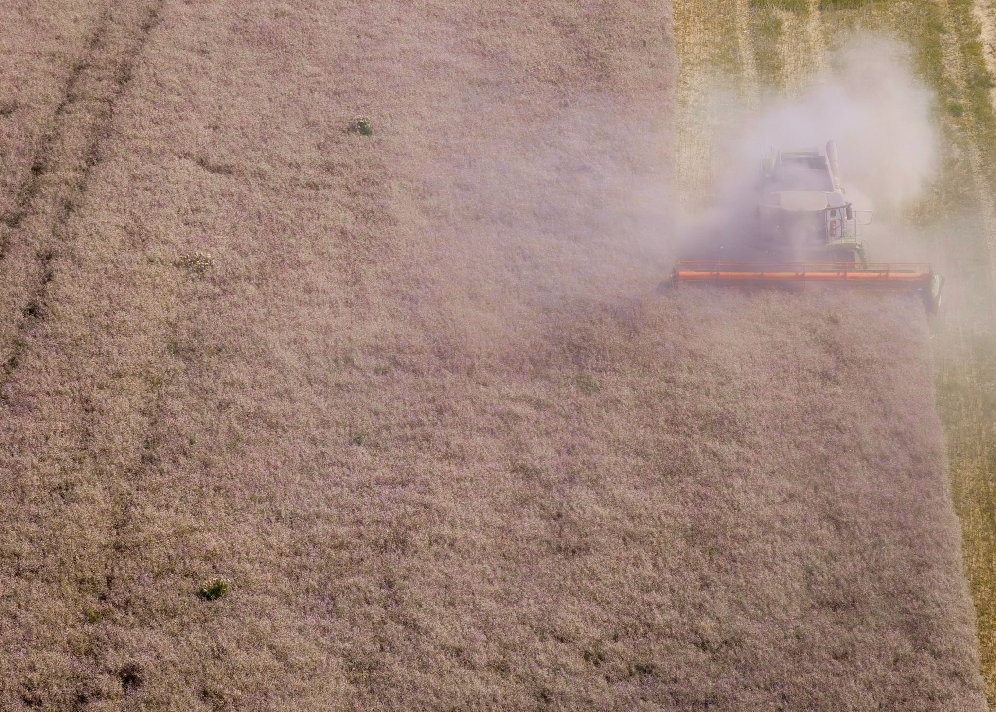 Laut Bauernverband hat die Getreidequalität zum Teil unter intensiven Niederschlägen gelitten. (Archivbild)