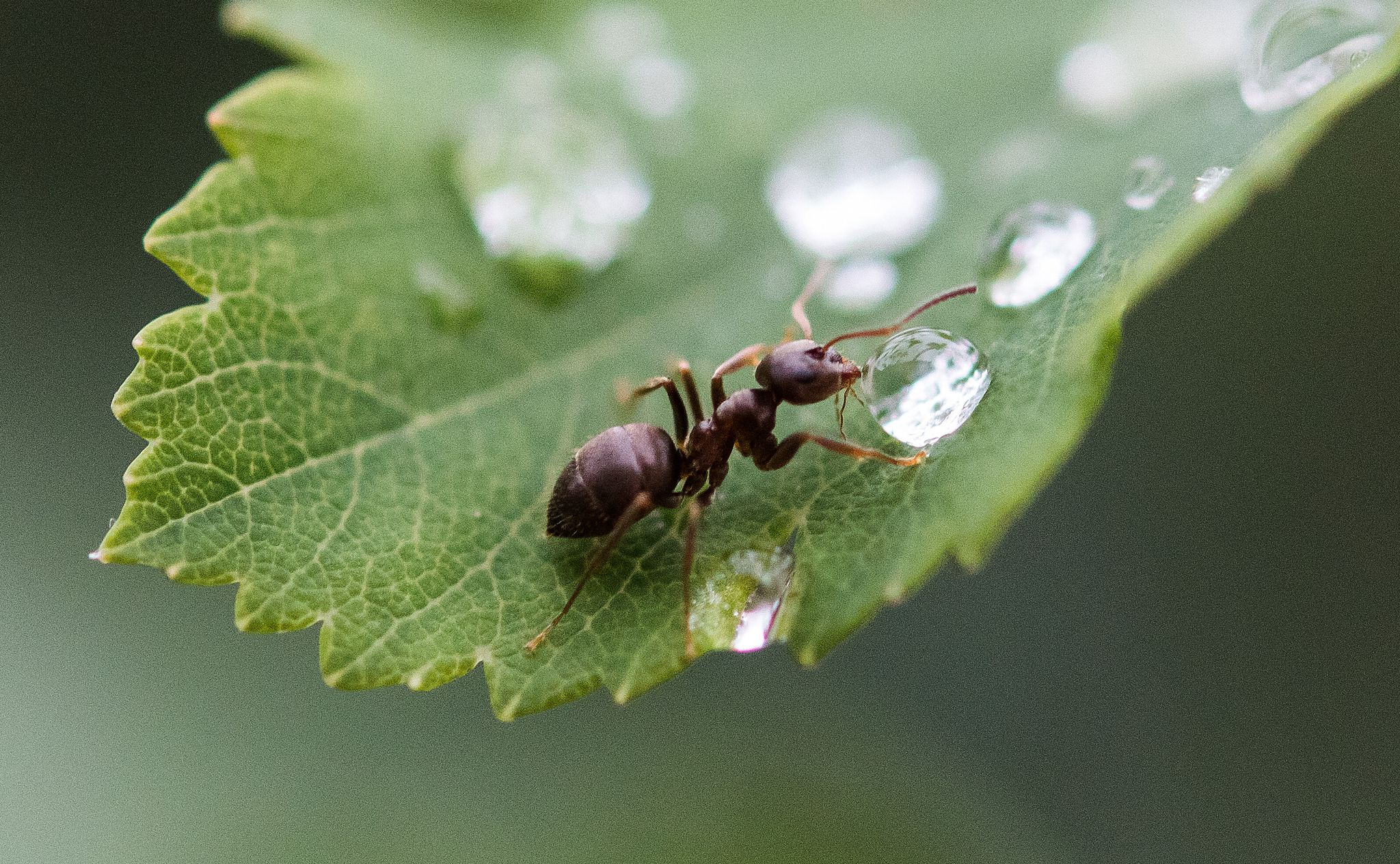 Ameisen sind zwar in der Wohnung lästig, im Garten sind sie aber durchaus nützlich.