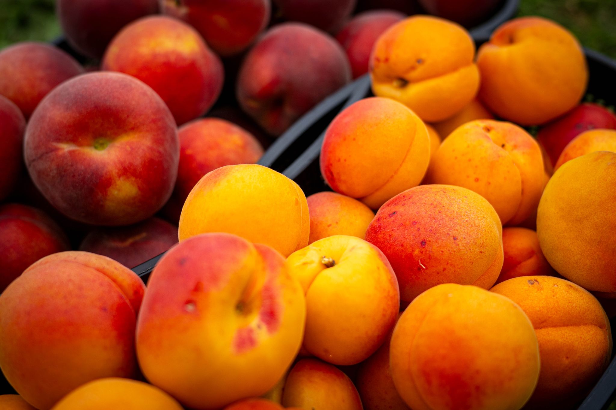 Kein Grund zur Sorge: Gespaltene Kerne bei Pfirsichen, Nektarinen oder Aprikosen sind meist harmlos.