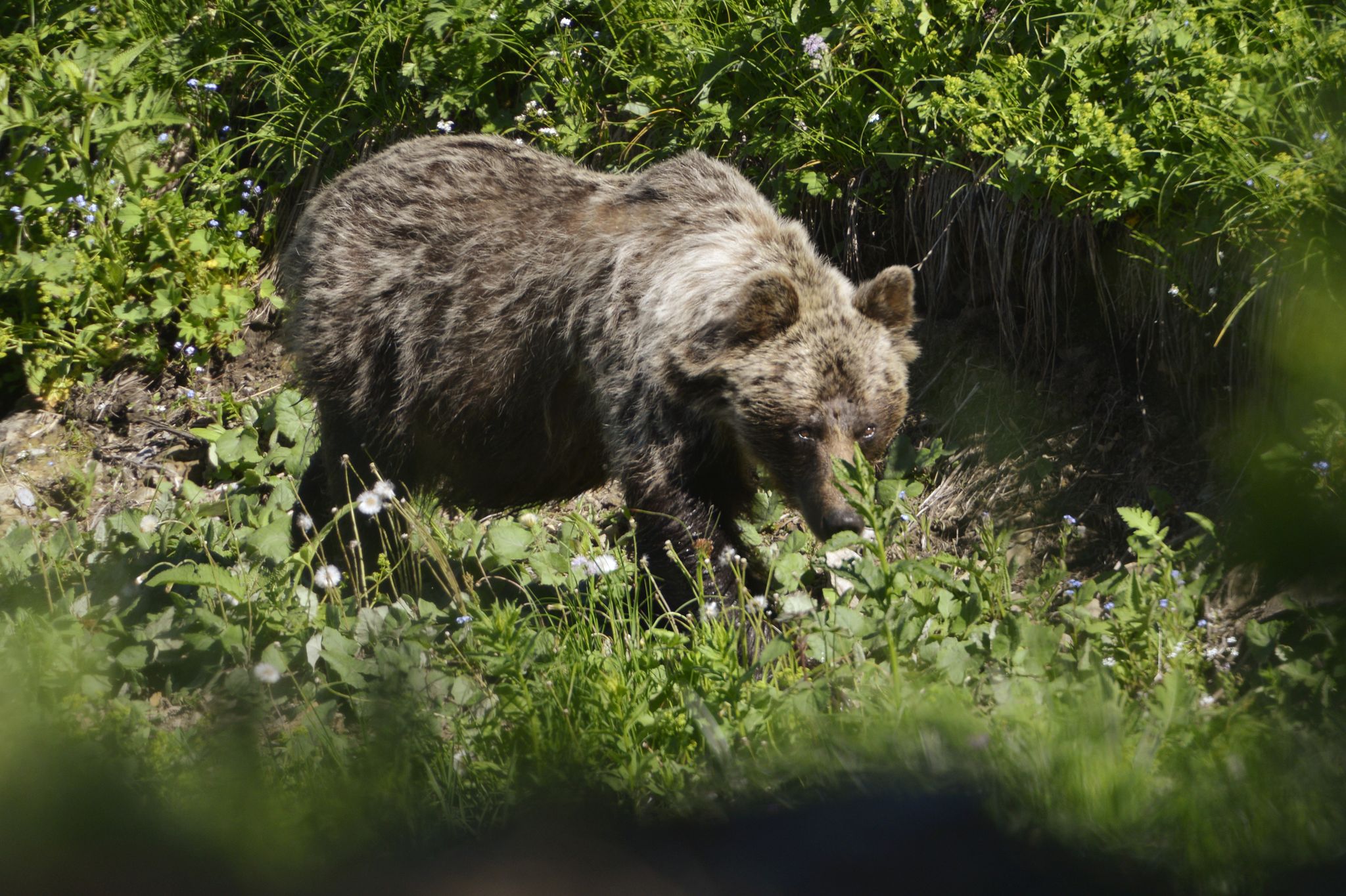 Ein Braunbär ist im Tal Zadné Meďodoly in Tatranská Javorina unterwegs. (Archivbild)