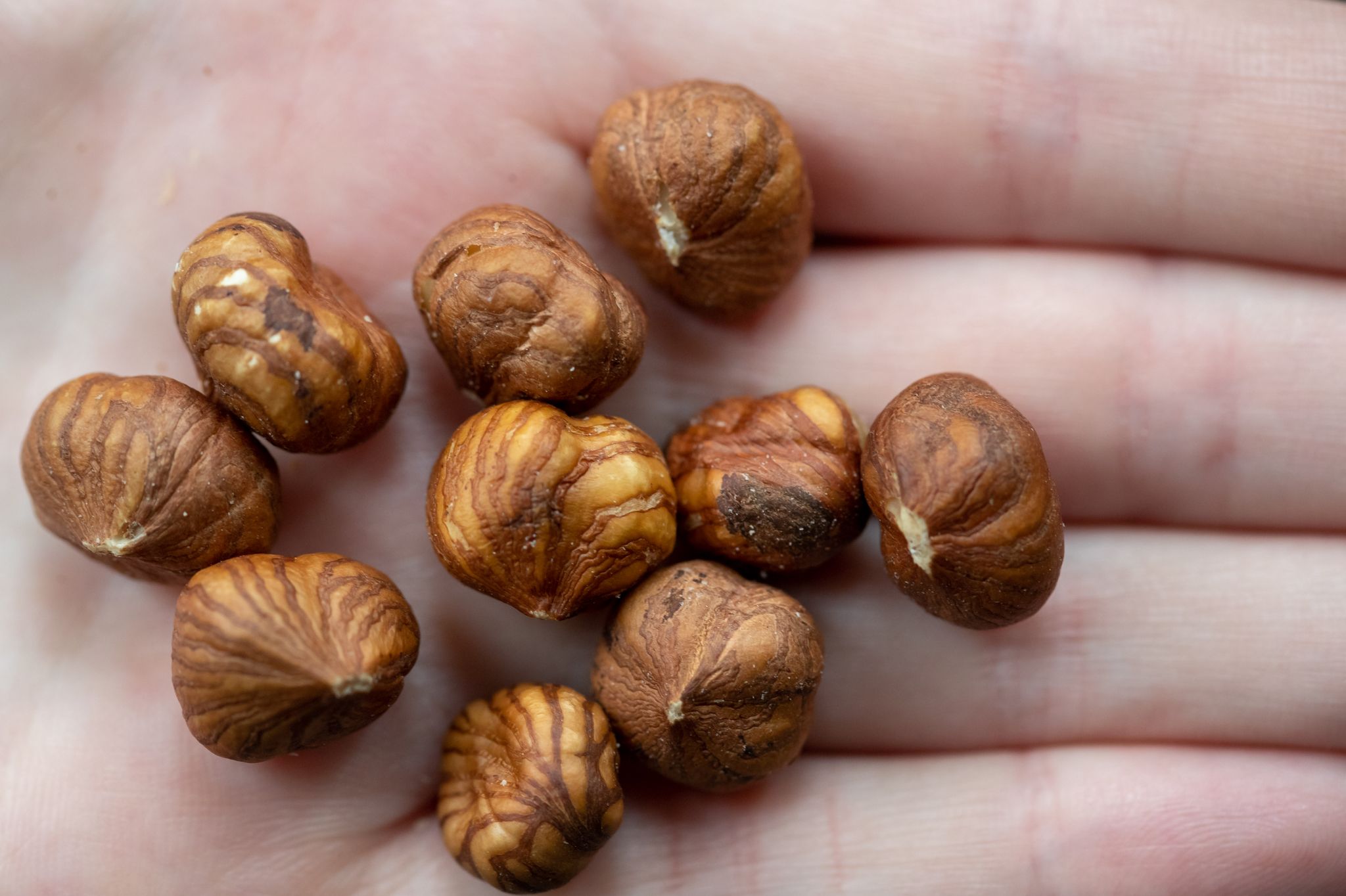 Haselnüsse wachsen auch in Deutschland, kommen aber vor allem aus der Türkei. (Illustration)