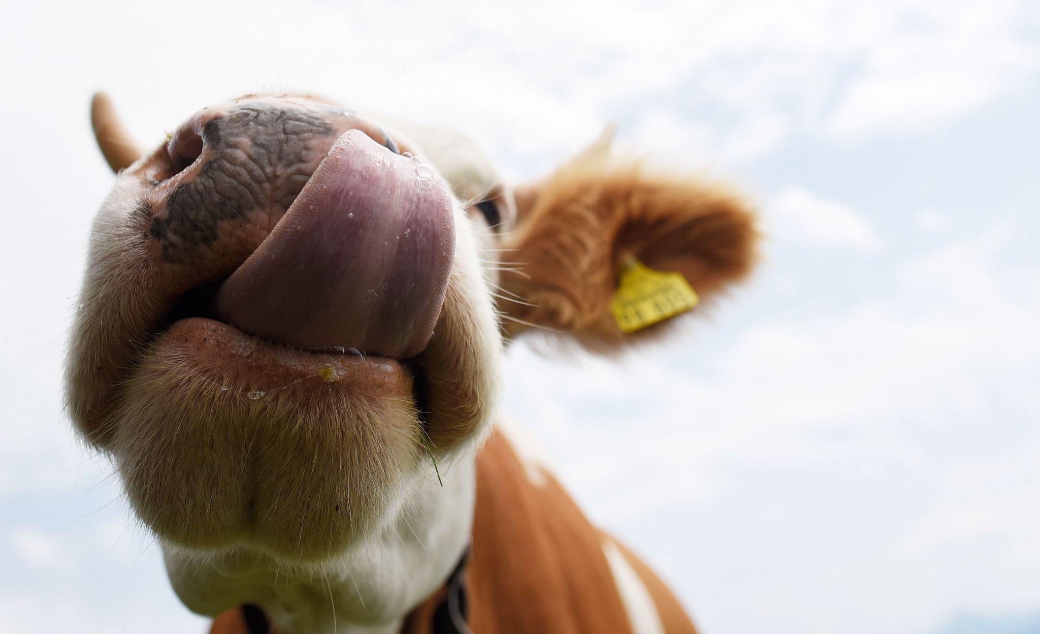 Schön aber gefährlich: Auf Weiden sollten Wanderer Abstand zu Kühen halten und Hunde stets anleinen.