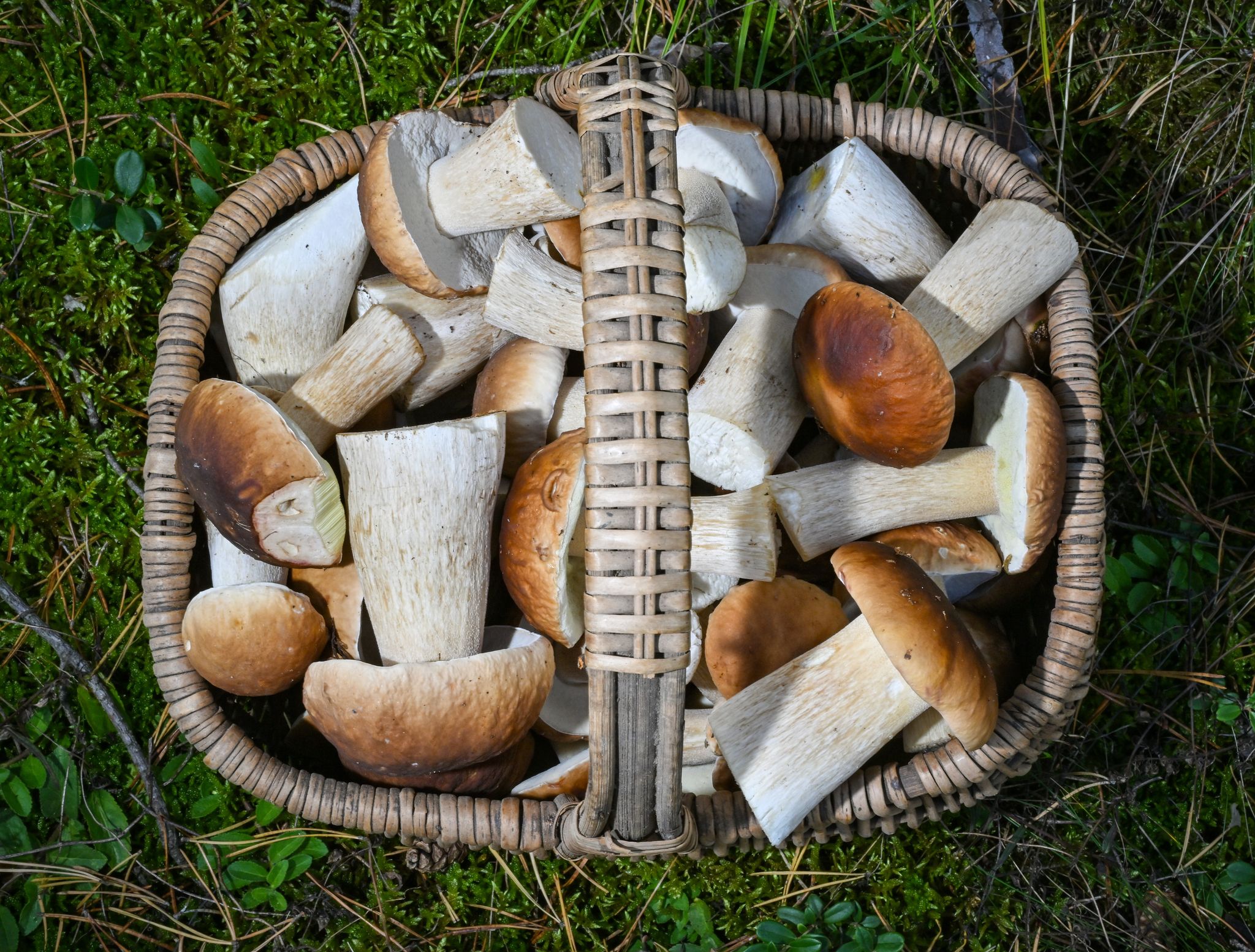 Manchmal hat man bei der Suche so viel Glück, dass mehr Pilze im Korb landen, als man mit einem Mal zubereiten kann. Dann kann man sie trocknen.