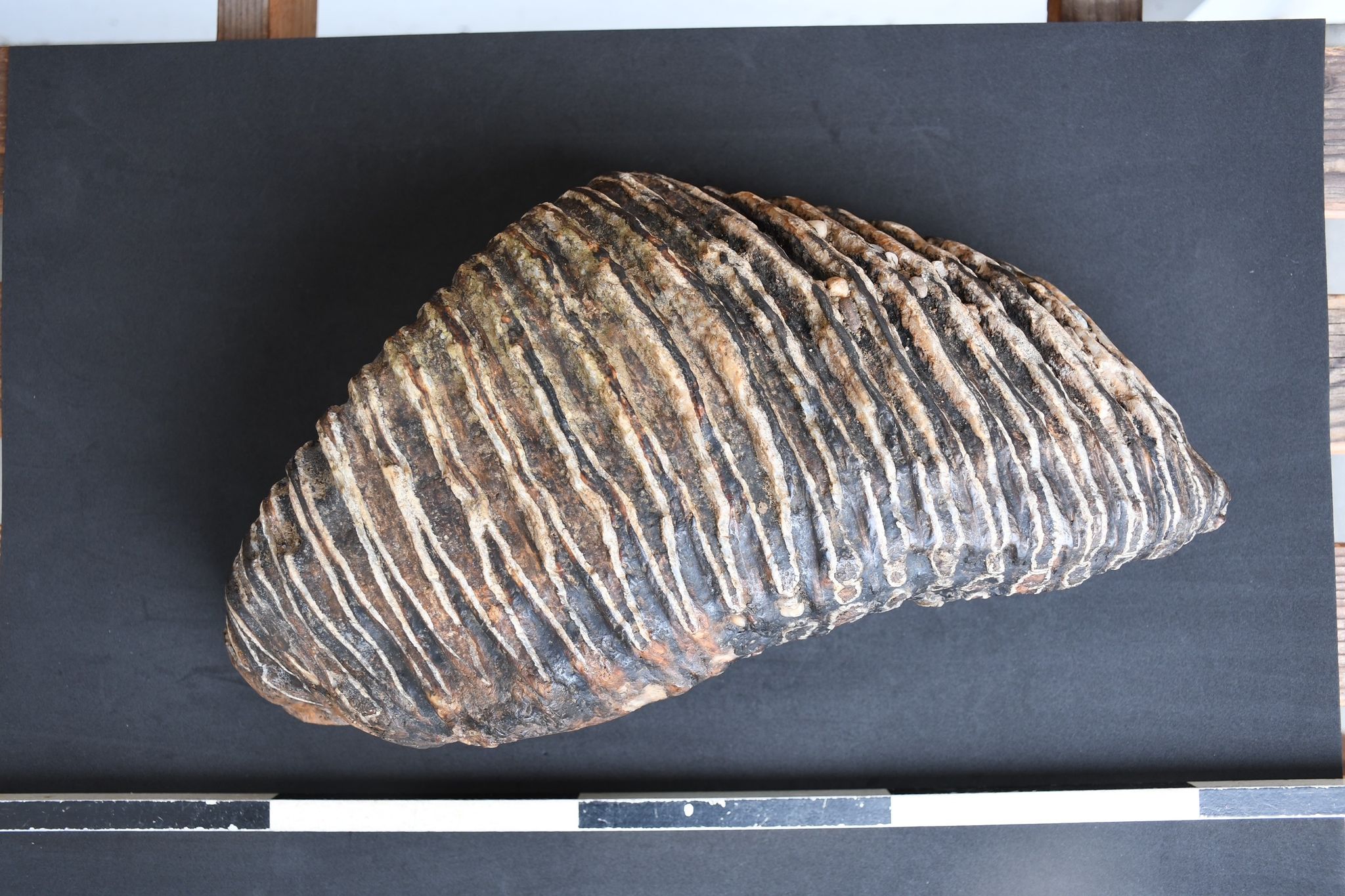 Düsseldorfer findet Backenzahn eines Mammuts am Rheinufer