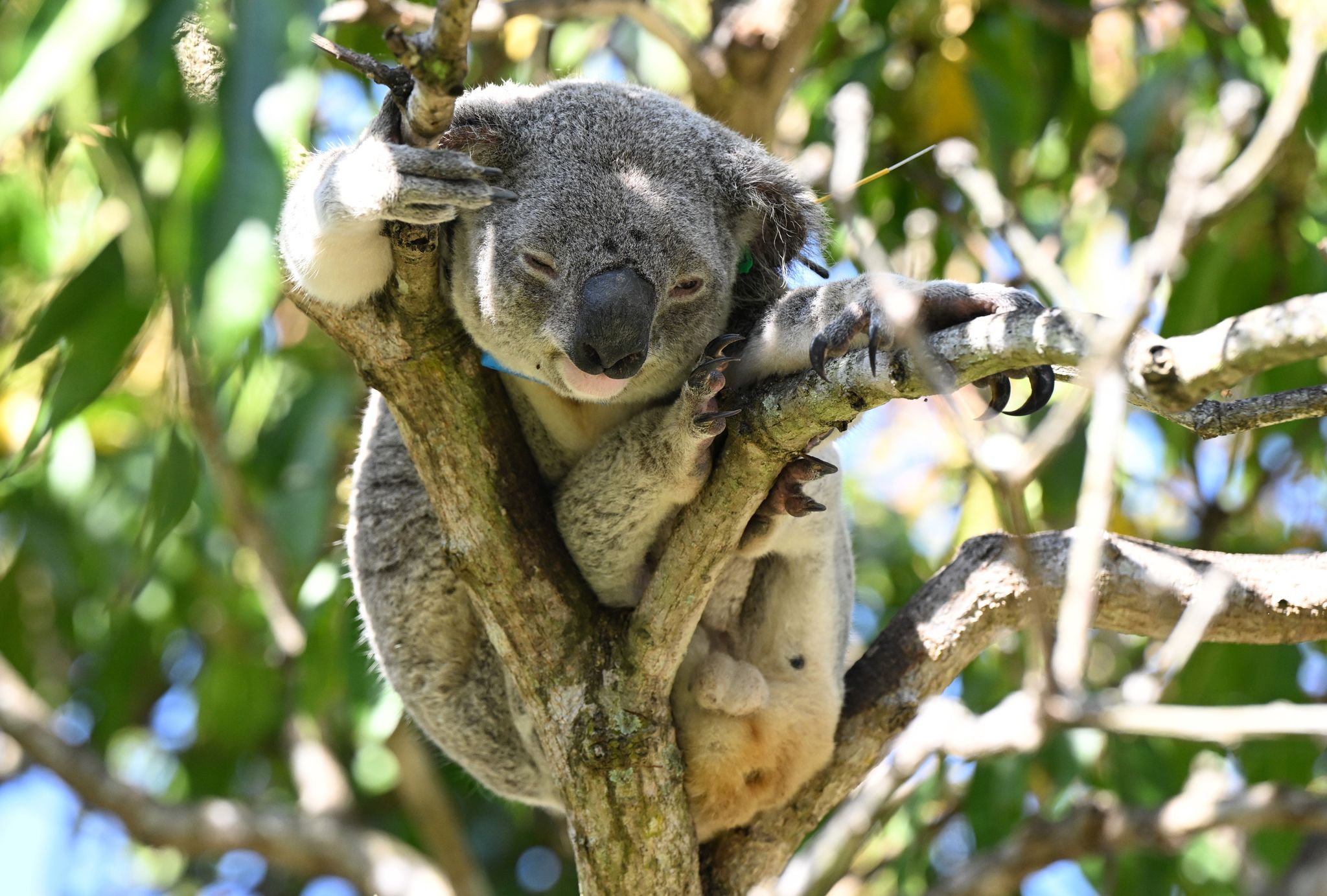 Koalas sind in Australien immer mehr bedroht - auch wegen Chlamydien.