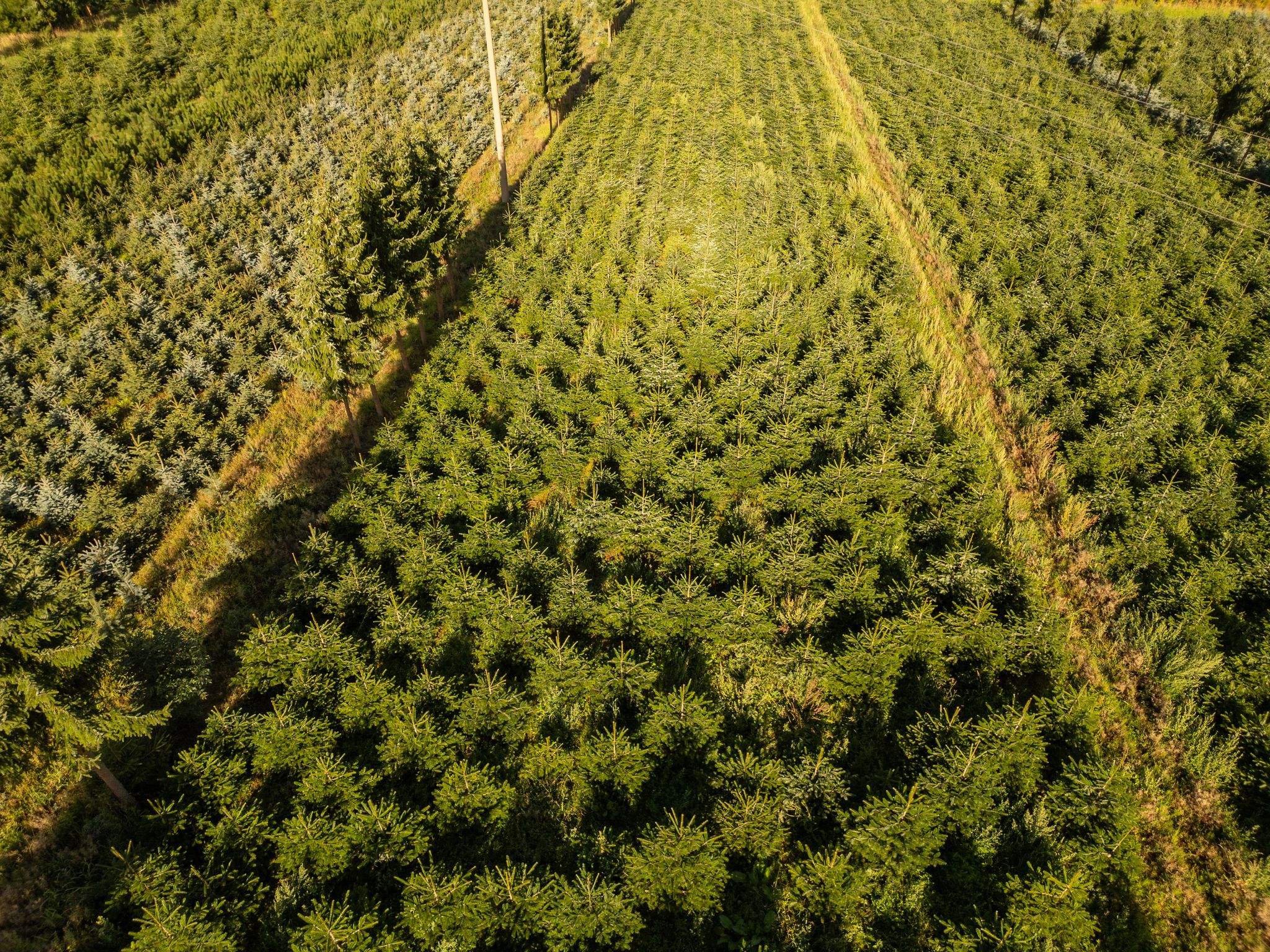 Nordmanntannen wachsen in einer Plantage in Sachsen zu Weihnachtsbäumen heran.