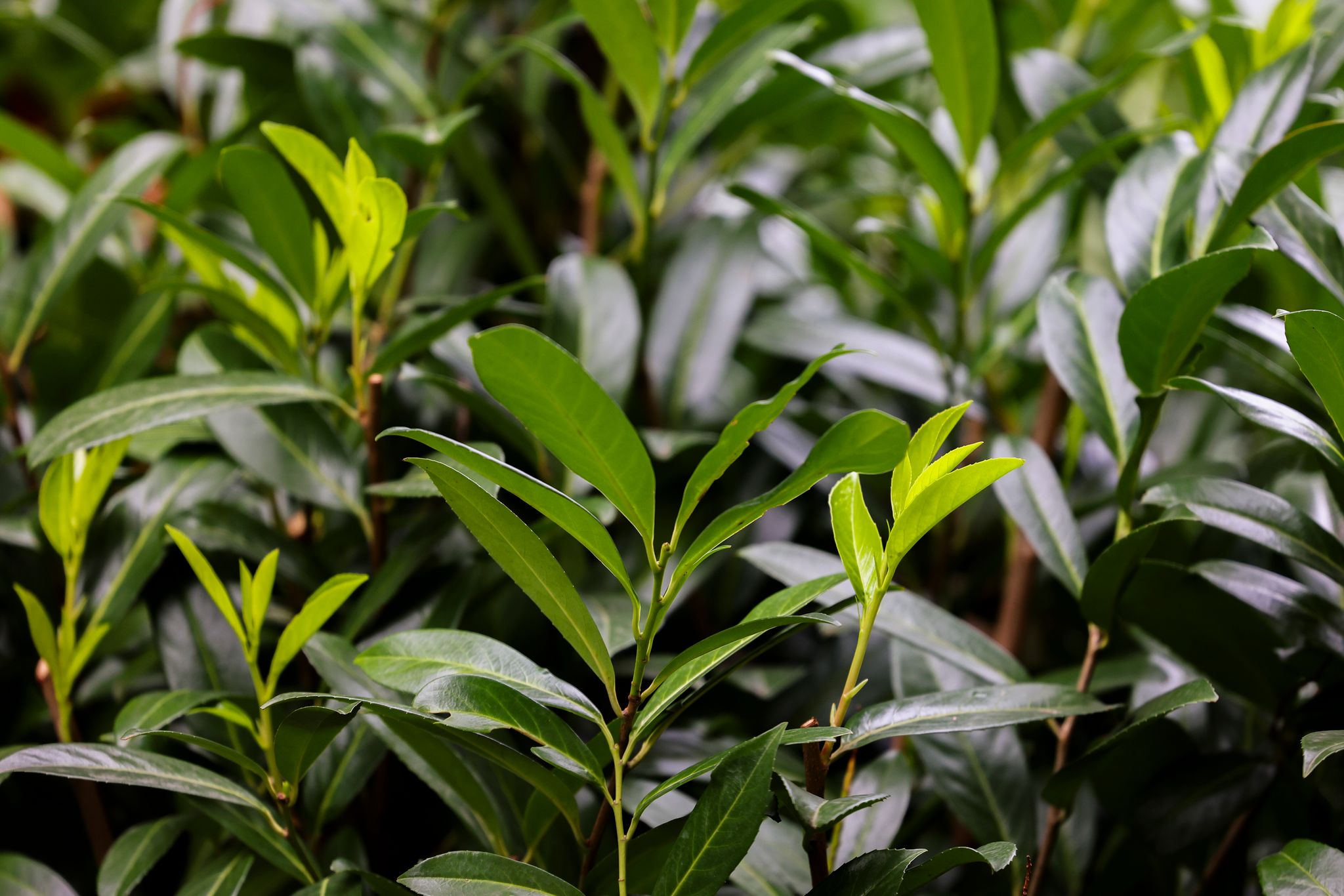 Kirschlorbeer als Gartenhecke: Die immergrüne Pflanze ist pflegeleicht, aber potenziell invasiv und giftig.