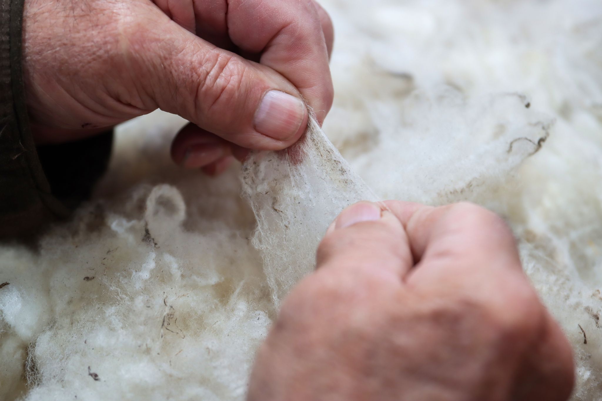Stimmt alles? Auf den Shetlands nimmt man die Wolle ernst, etwa bei der Qualitätsprüfung der Fasern.