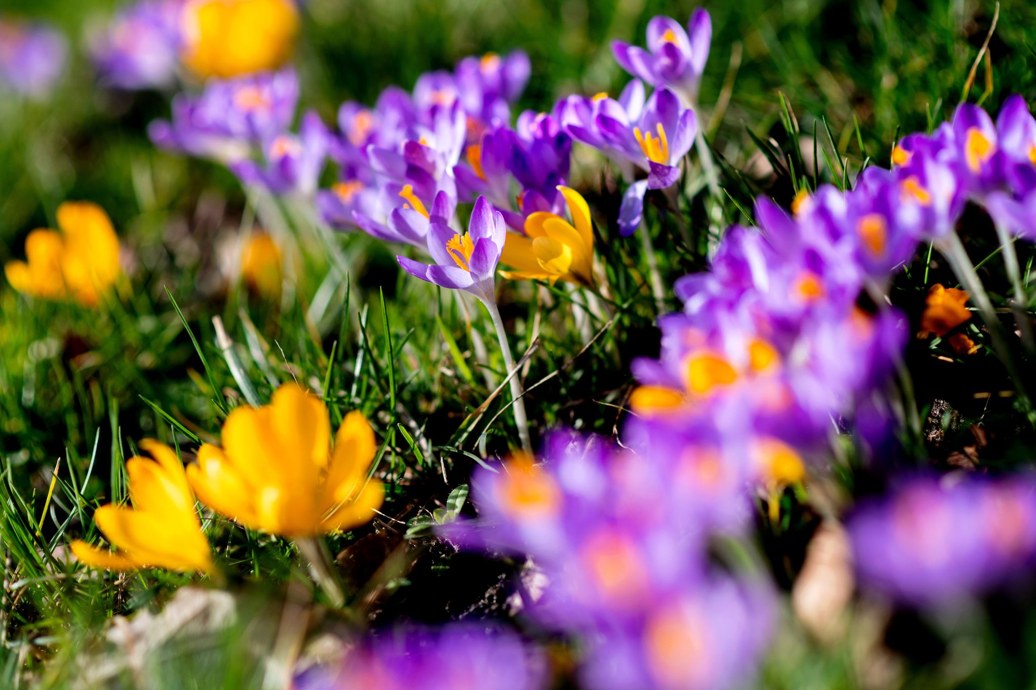 Wer ab Ende September Blumenzwiebeln pflanzt, kann sich im Frühjahr über bunte Frühblüher freuen.