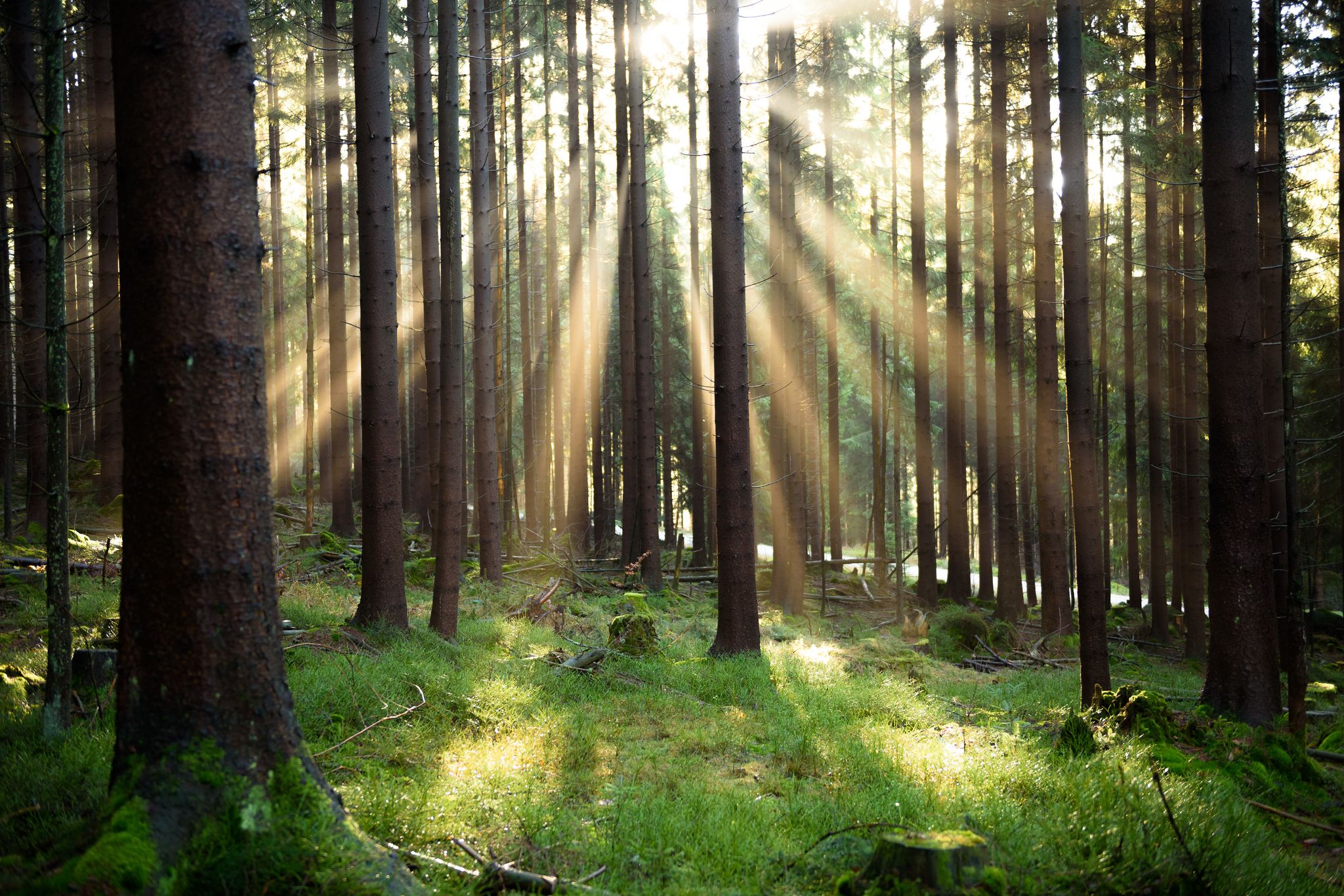Atom und Gas als grüne Investition? Das EU-Gericht hat über ein EU-Label für nachhaltige Finanzprodukte entschieden. (Symbolbild)