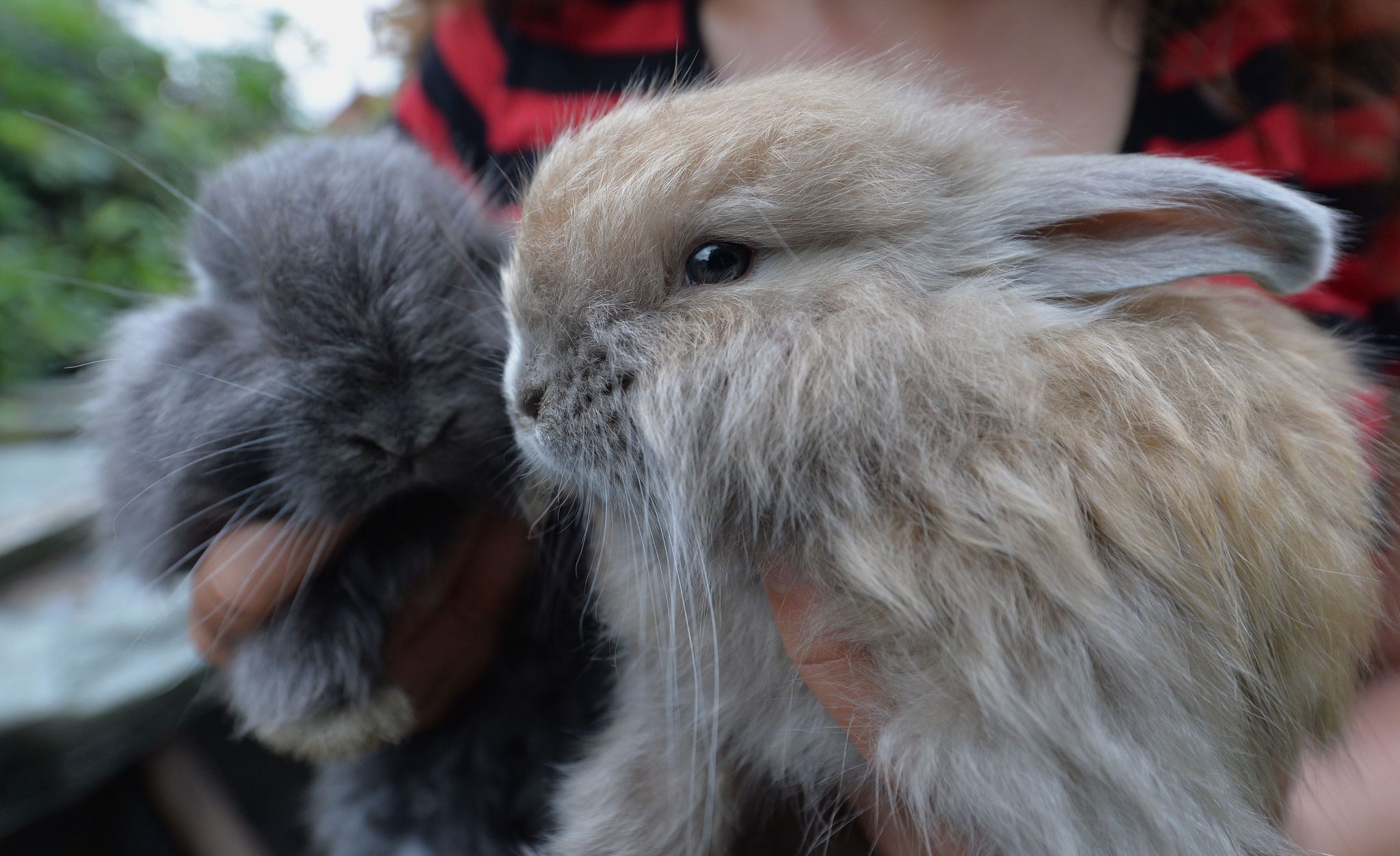 Angorakaninchen sind in Deutschland bedroht (Archivbild).