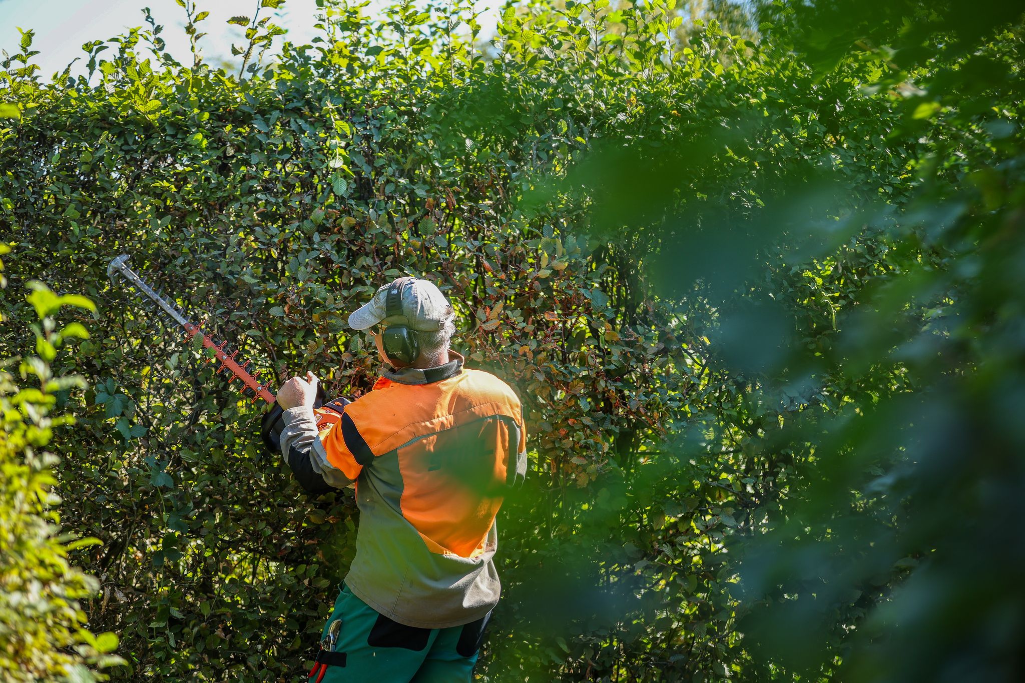Ab Oktober sind wieder radikale Schnitte bei Hecken erlaubt (Symbolbild)