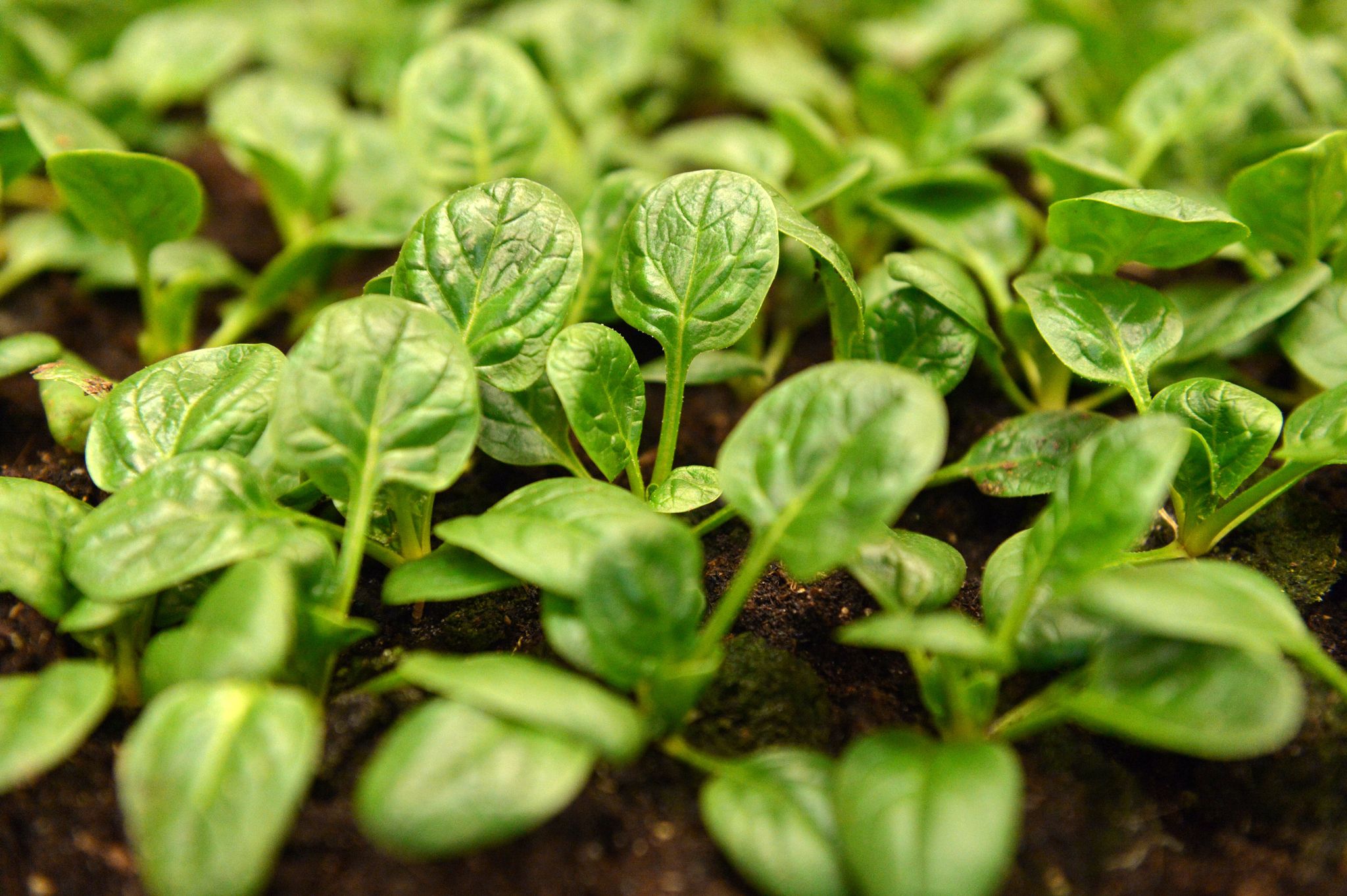 Schnell wachsend: Wird Spinat jetzt gesät, kann er bereits acht Wochen später auf dem Teller liegen.