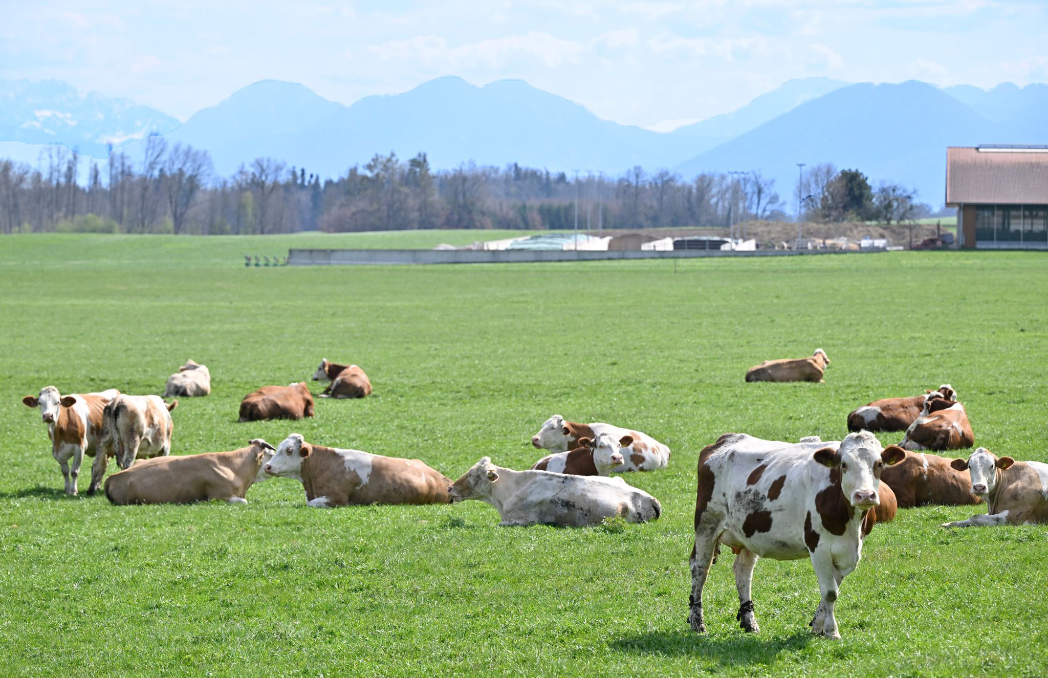 Auch auf Bayerns Weiden werden Rinder seltener. Das «Alpenfleckvieh» - so der offizielle Name - ist ein sogenanntes Doppelnutzungsrind, das sowohl für Fleisch- als auch Milchproduktion gezüchtet wird. Die in Norddeutschland üblichen schwarz-bunten Holsteinrinder hingegen sind Milchkühe. (Symbolbild)