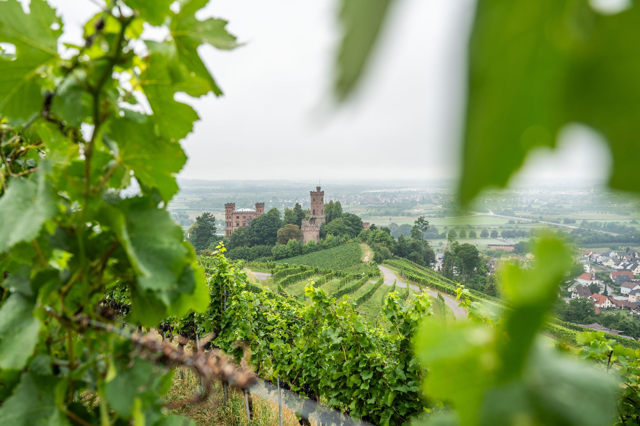 Die Reben auf den Weinbergen rings um das Schloss Ortenberg im badischen Ortenaukreis wachsen auf alten Granitböden und verleihen den daraus produzierten Weinen besondere mineralische Tiefe.