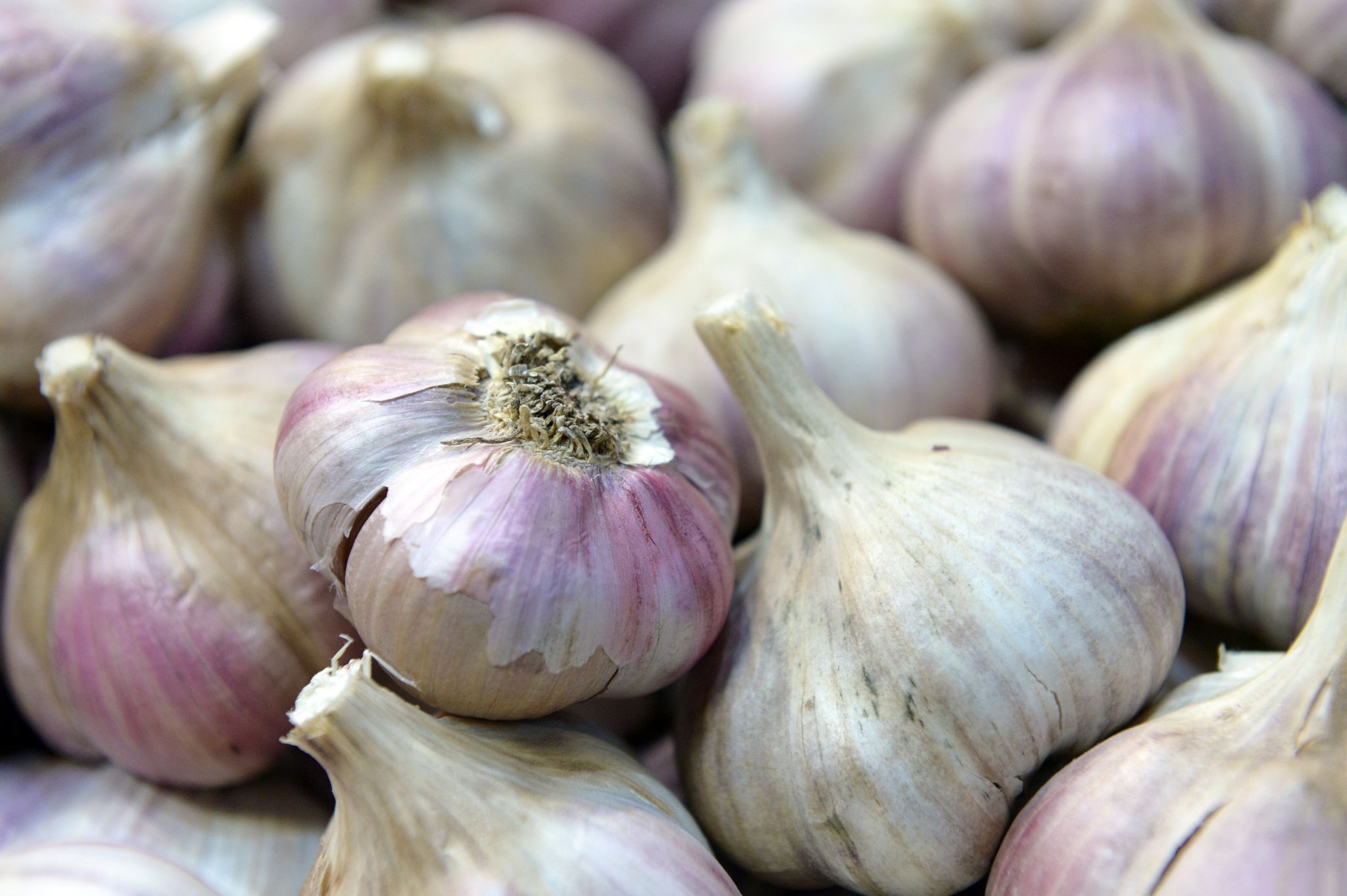 Knoblauch kann im Herbst gepflanzt werden: Hierfür werden die Knoblauchzehen direkt in die Erde gesteckt.