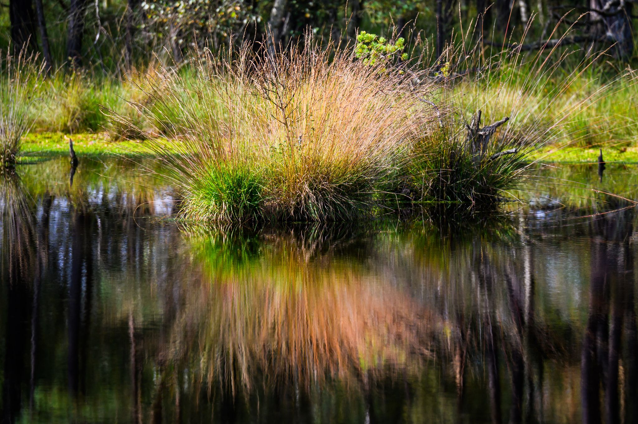 Intakte Moore sollen dem Klima helfen. (Symbolbild)