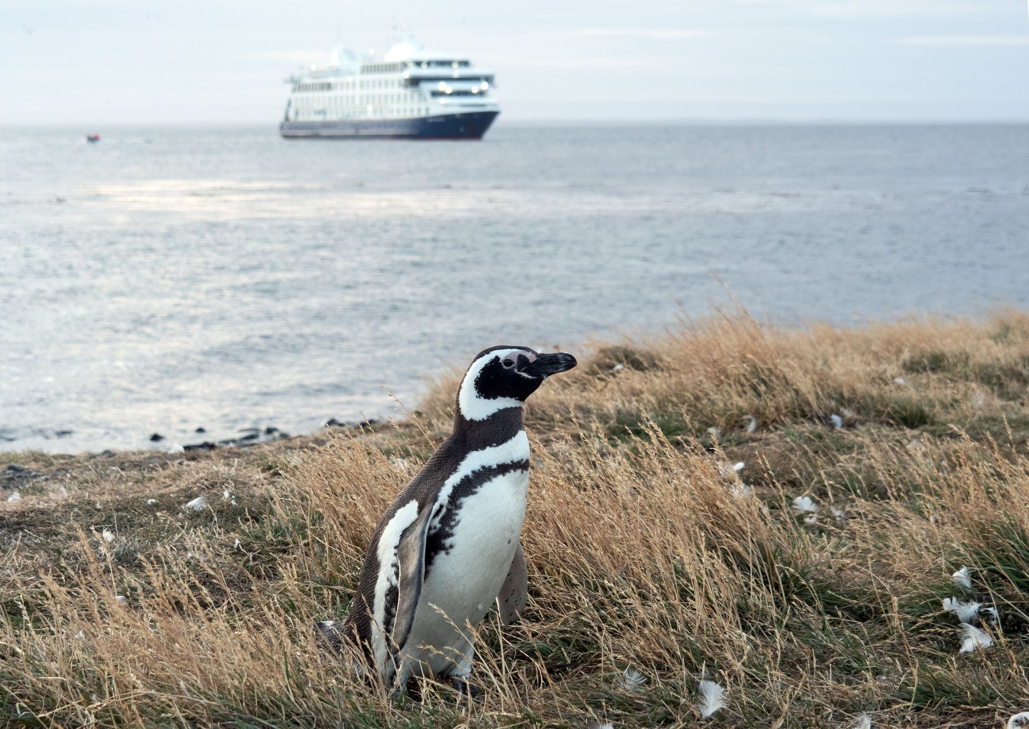 An Land ungelenk, im Wasser pfeilschnell: Auf der Insel Magdalena leben die Magellanpinguine.