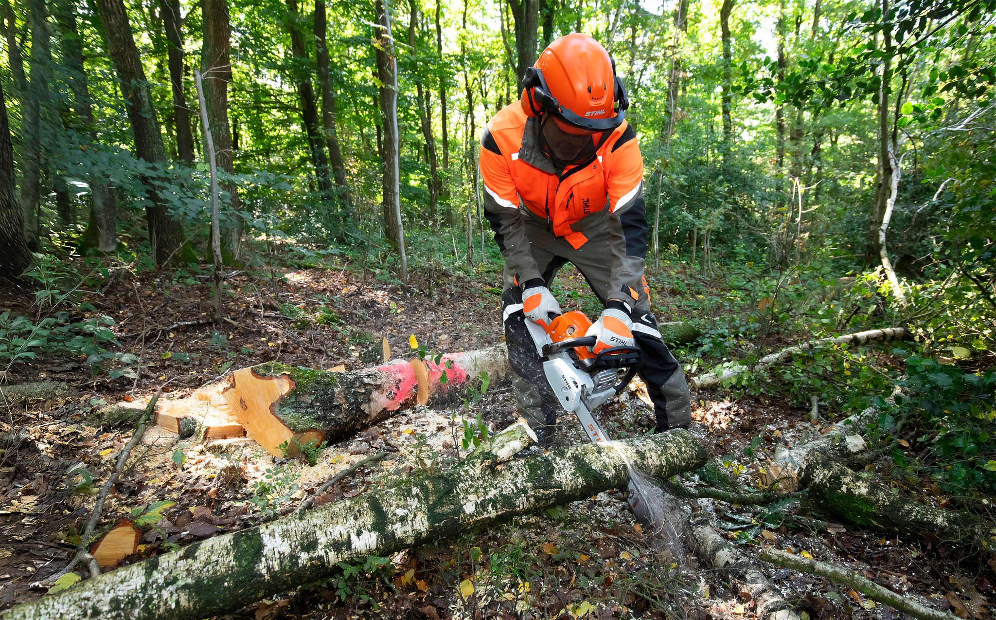 Kräftige Stämme, starkes Gerät: Wer Bäume mit einem Durchmesser von mehr als zehn Zentimeter bezwingen will, muss zur Benzin-Motorsäge greifen.