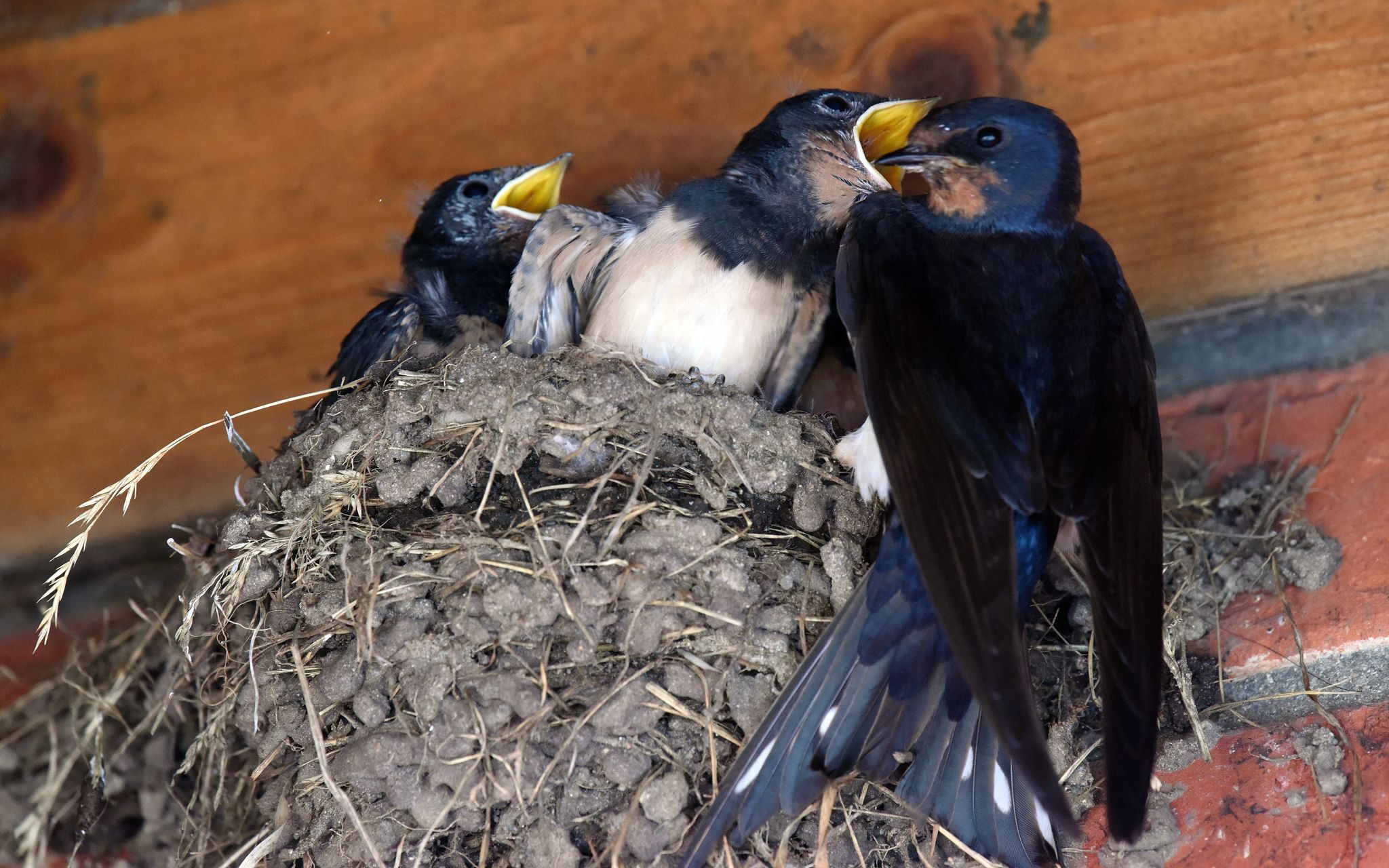 Lehmnester unter dem Dachvorsprung: Schwalben nutzen geschützte Plätze an Gebäuden für ihren Nachwuchs.