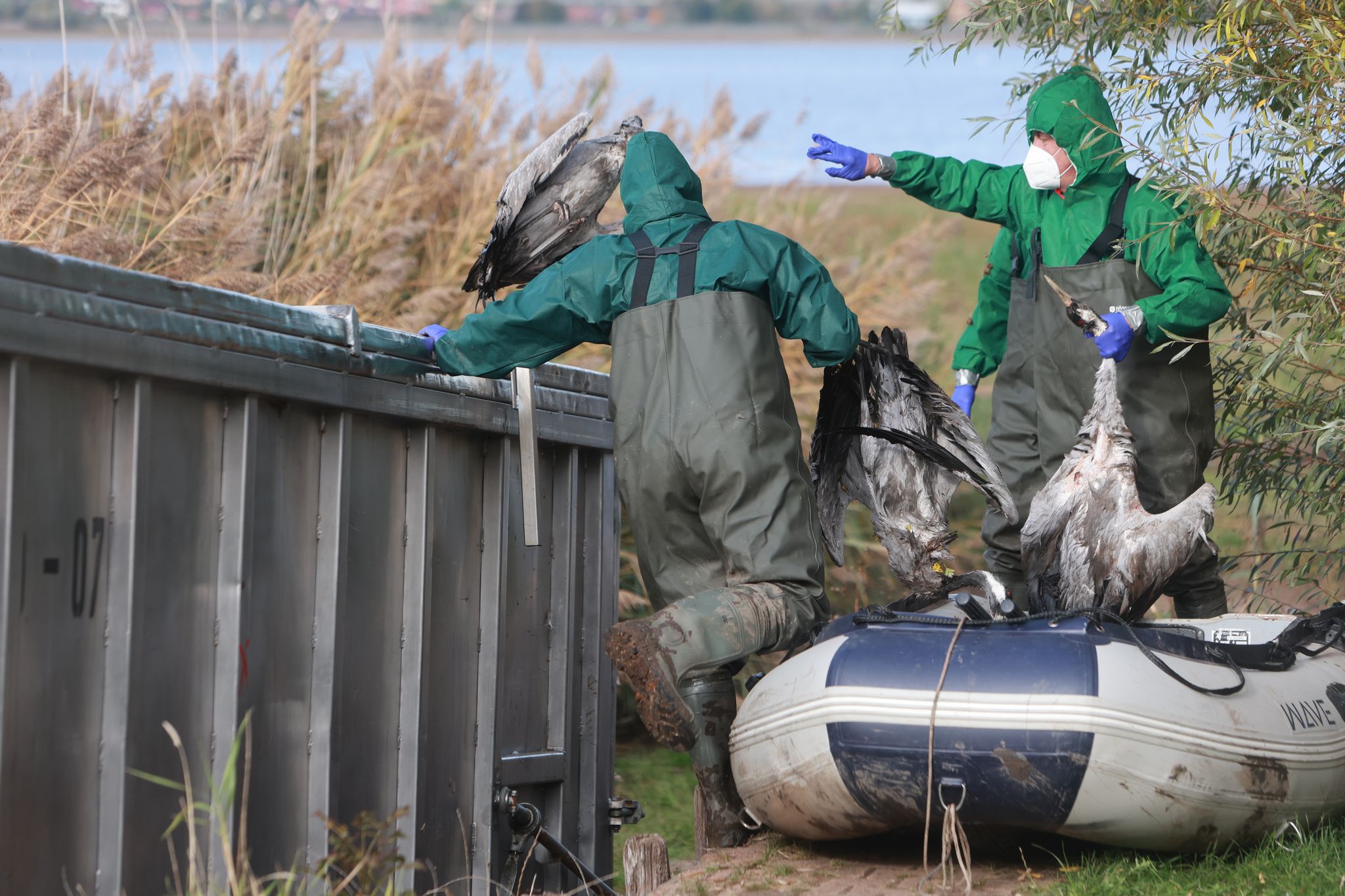 In Ostdeutschland werden derzeit vermehrt tote Kraniche gefunden. Sie sind Opfer der gefürchteten Vogelgrippe geworden. (Archivbild)