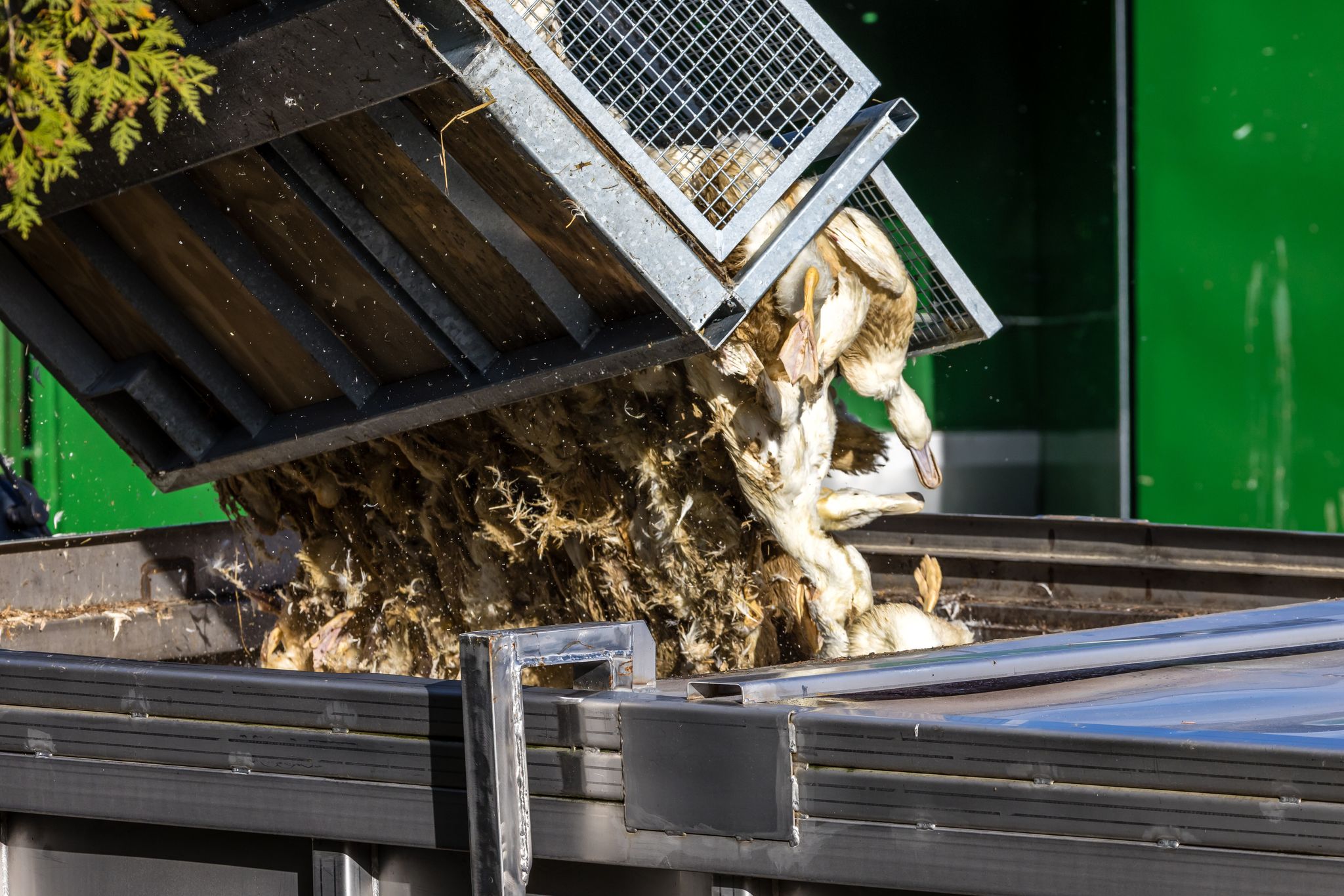 Wegen der Geflügelpest müssen in Deutschland derzeit viele Tausend Hühner, Gänse, Enten und Puten gekeult werden.