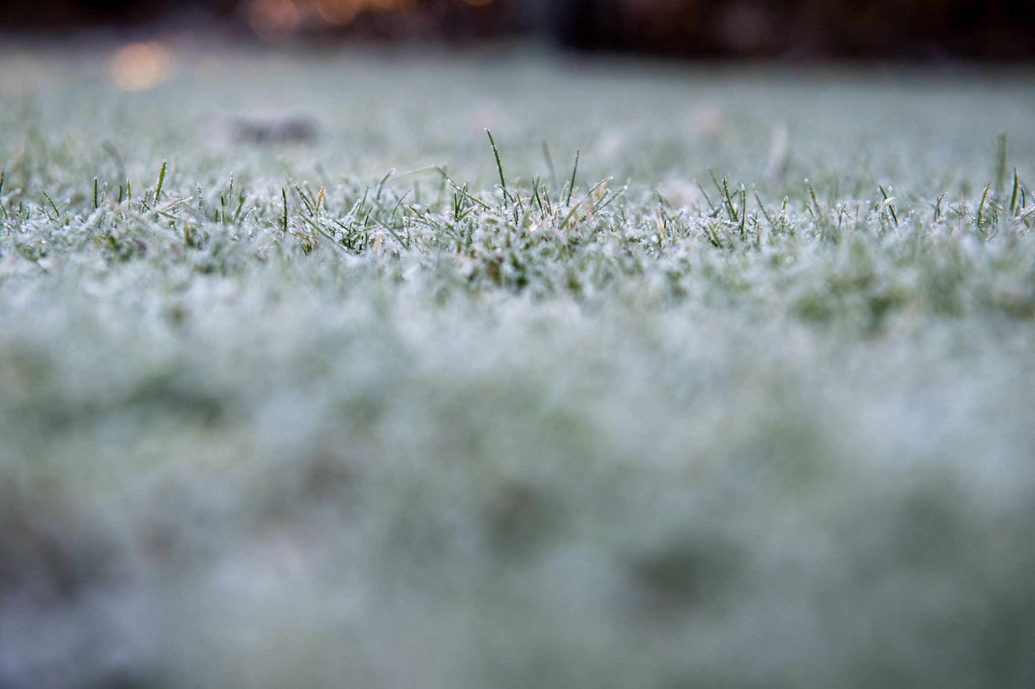 Mit der richtigen Vorbereitung kommt der Rasen gut durch den Winter: Mähen bis die Temperaturen unter 10 Grad fallen, Laub entfernen und im Oktober noch einmal mit speziellem Herbstdünger versorgen.