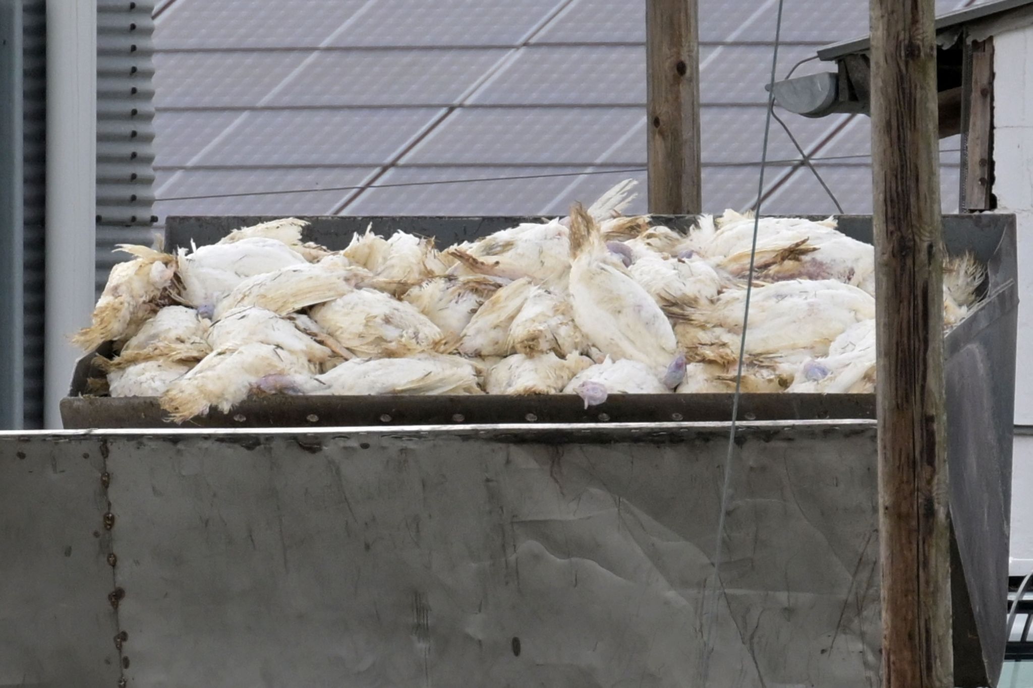 Wenn in einem Geflügelbetrieb die Vogelgrippe nachgewiesen wurde, müssen alle Tiere vorsorglich getötet und vernichtet werden. Die Tierseuchenkasse leistet Entschädigungszahlungen. (Illustration)