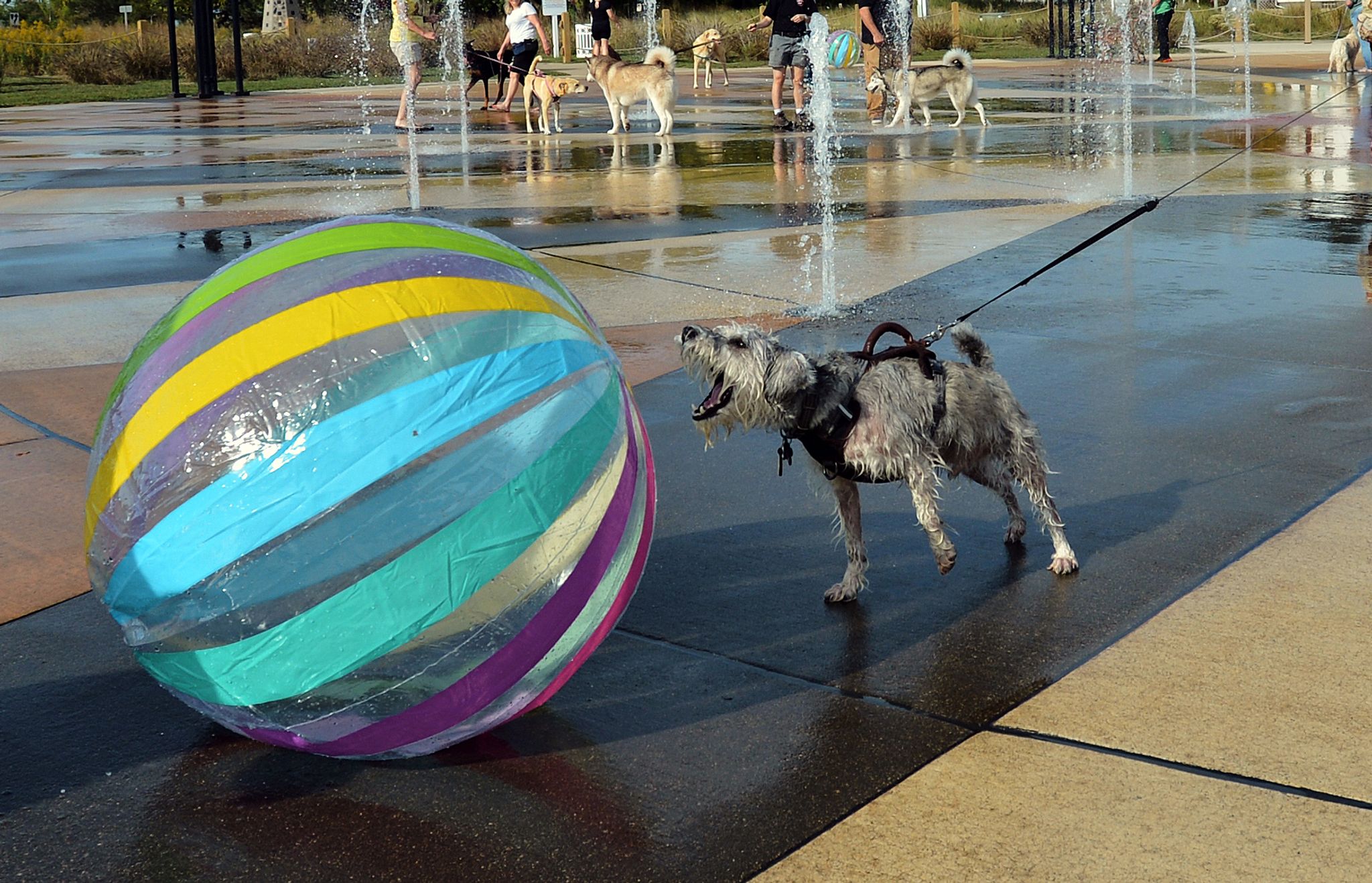 Ein Ball ist für etliche Hunde ein höchst verführerisches Objekt. (Archivbild)