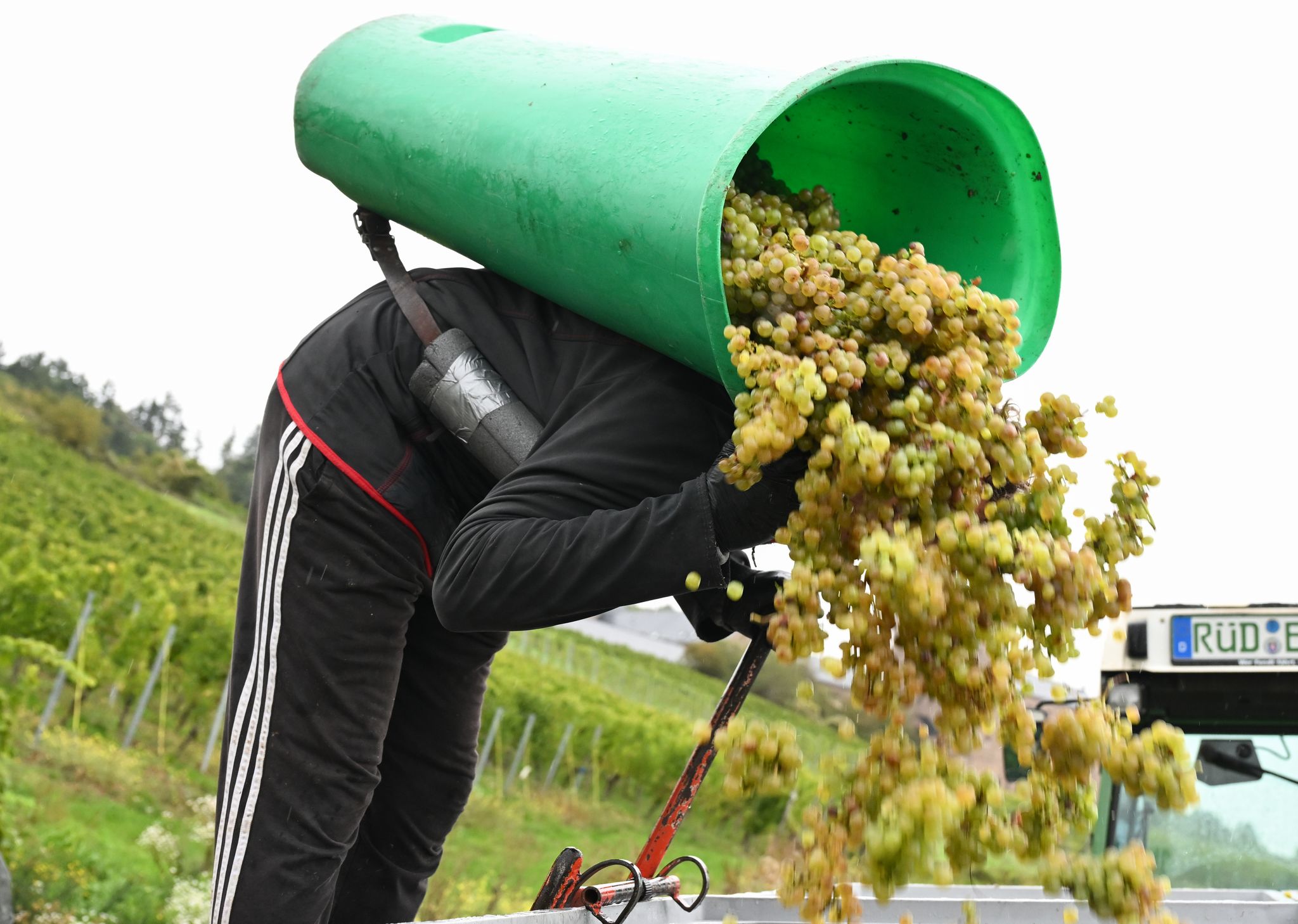 In Rheinhessen sind nach Schätzung des Deutschen Weininstituts 23 Prozent weniger Hektorliter Weinmost als im Durchschnitt geerntet worden. (Archivbild)