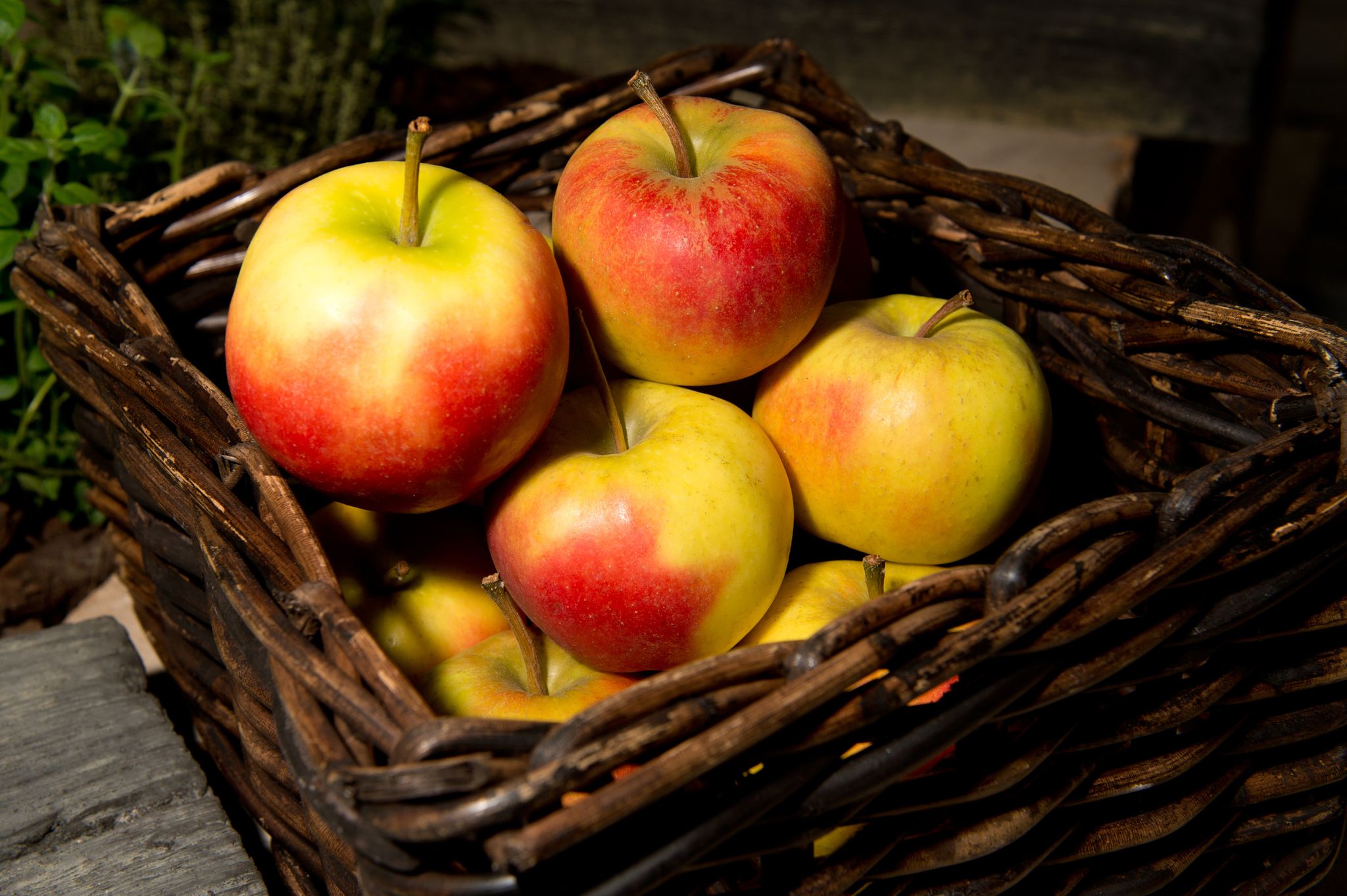 Äpfel lagern besser nicht neben anderem Obst - sie sondern ein Gas ab, durch das Früchte in ihrer Nähe schneller verderben.