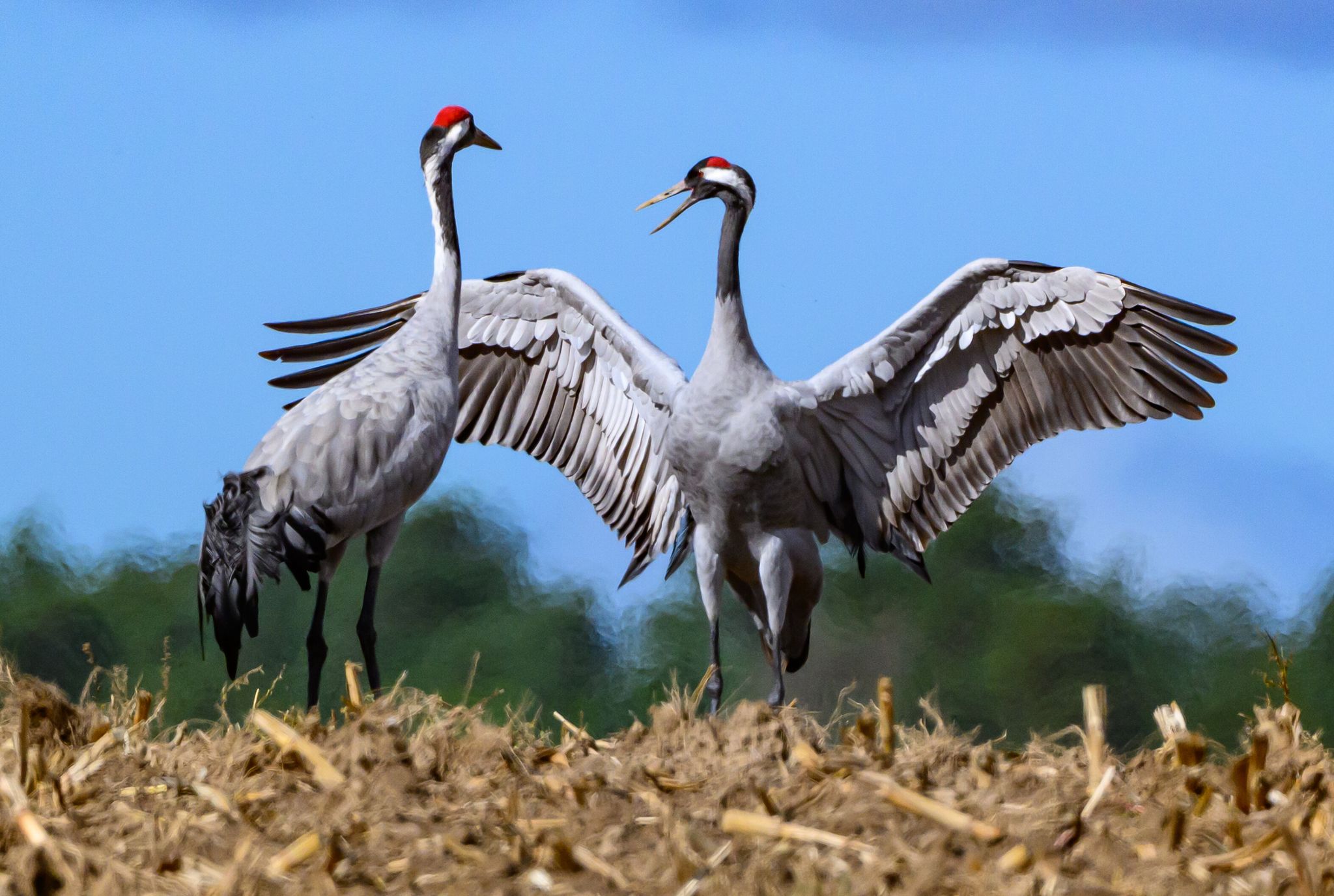 Mögen sie gesund bleiben: Derzeit breitet sich in unter Kranichen die Vogelgrippe aus. Wer tote Vögel findet, sollte sie nicht anfassen.