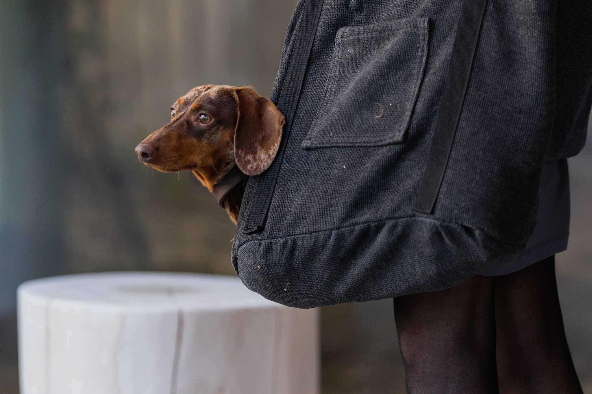 Die Haltung eines Hundes geht ins Geld. (Symbolbild)