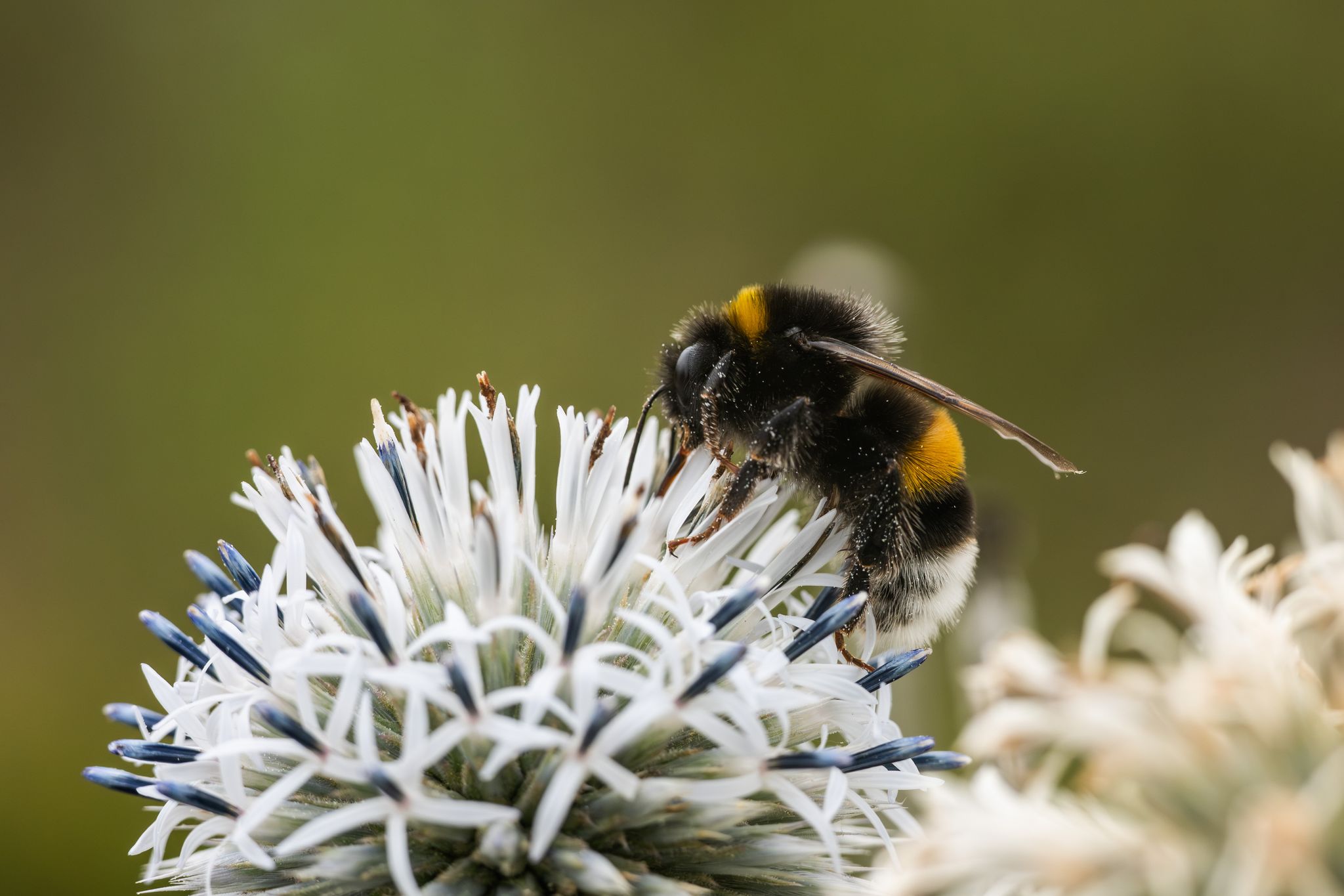 Zehn Prozent der Wildbienen sind in Europa bedroht (Archivbild)
