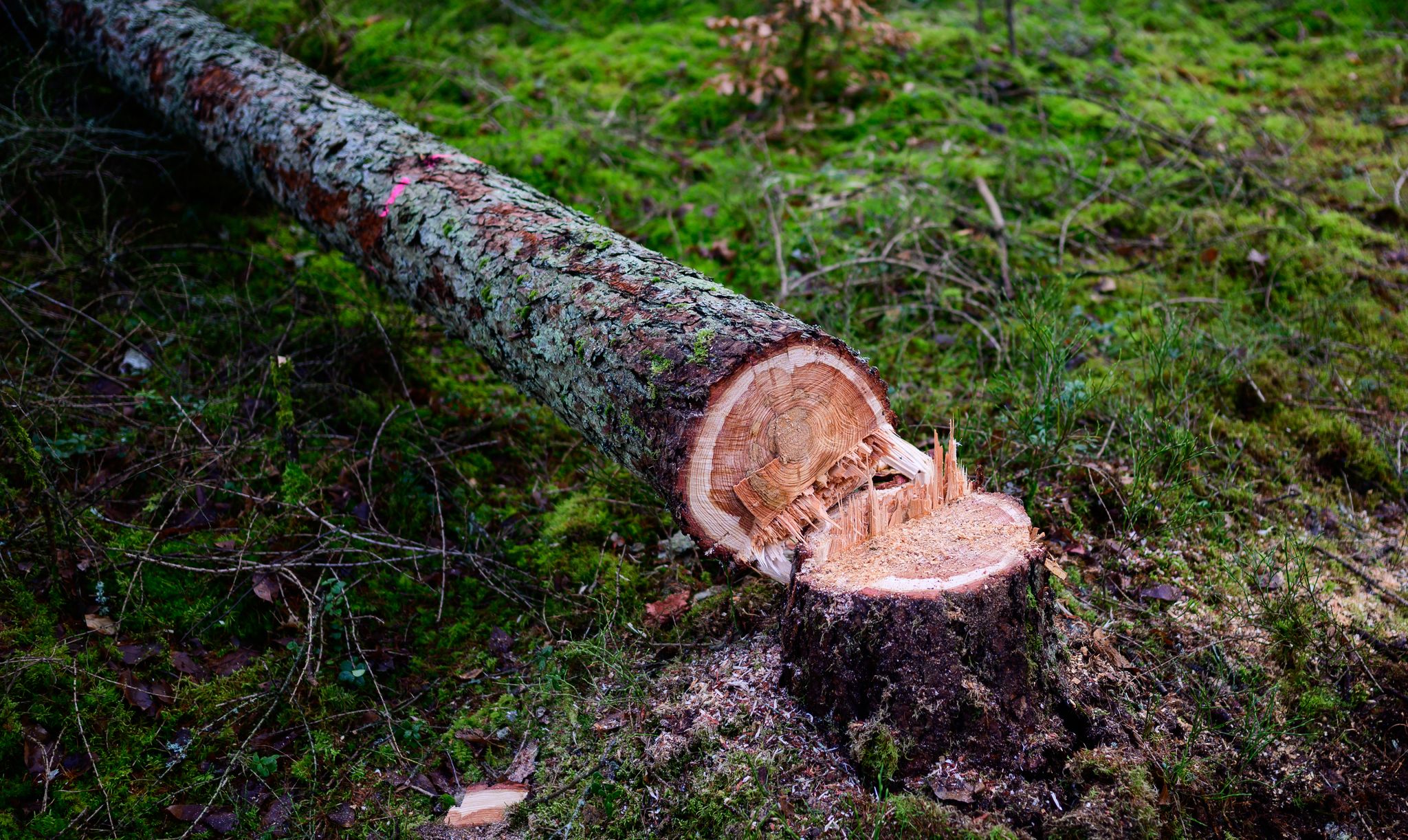 Manche würden die EU-Entwaldungsverordnung gerne zum Fallen bringen. (Symbolbild)