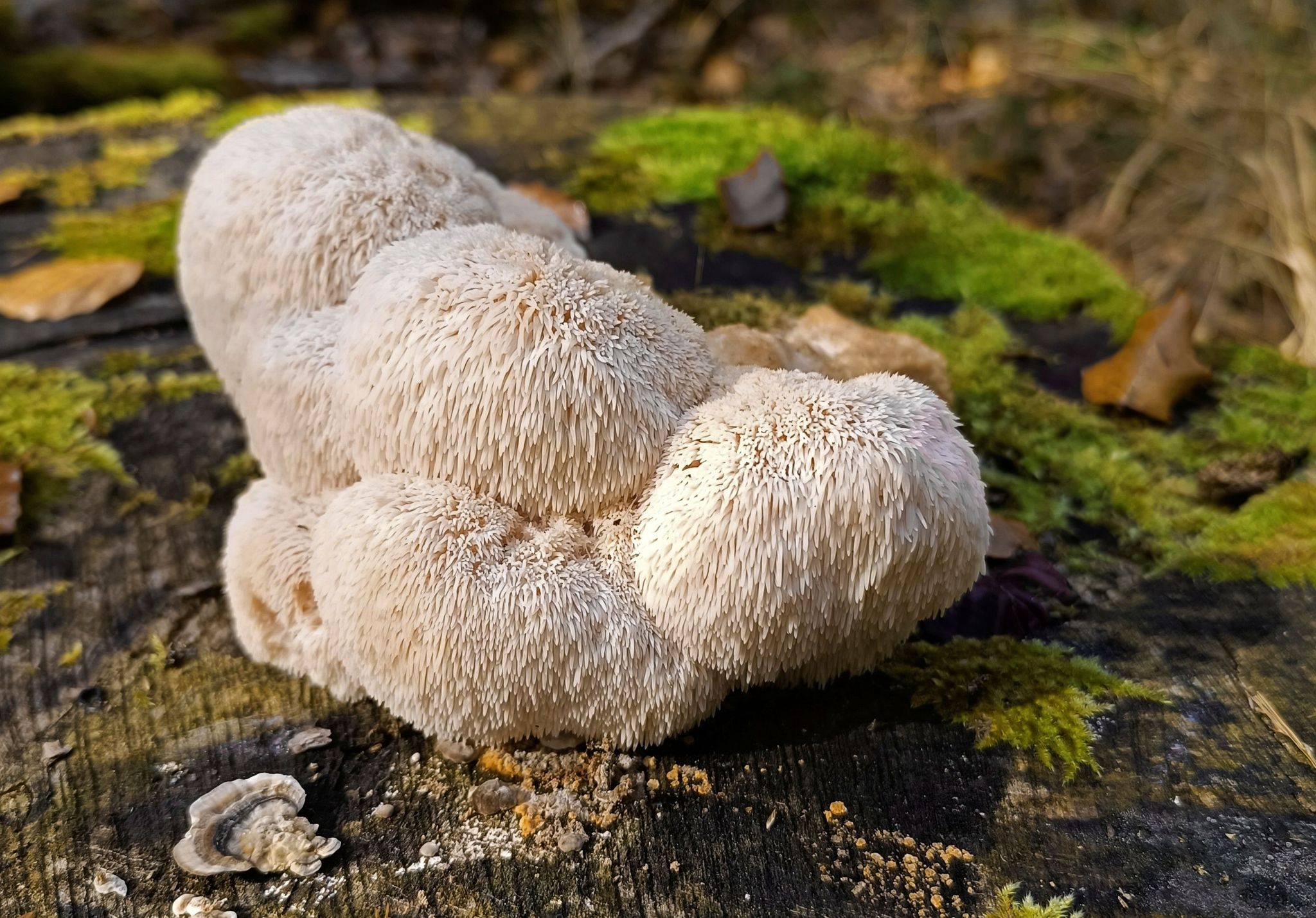 Der Igelstachelbart wird auch Yamabushitake, Löwenmähne, Pom-Pom blanc oder Affenkopfpilz genannt.