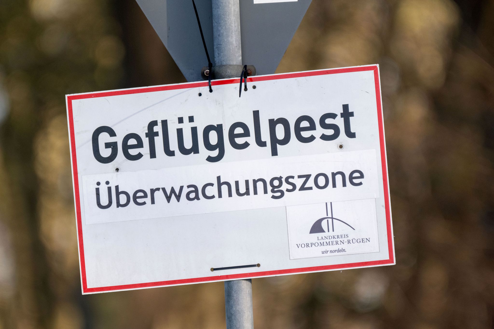 In Baden-Württemberg sind erste Fälle der Vogelgrippe nachgewiesen worden. (Symbolbild)