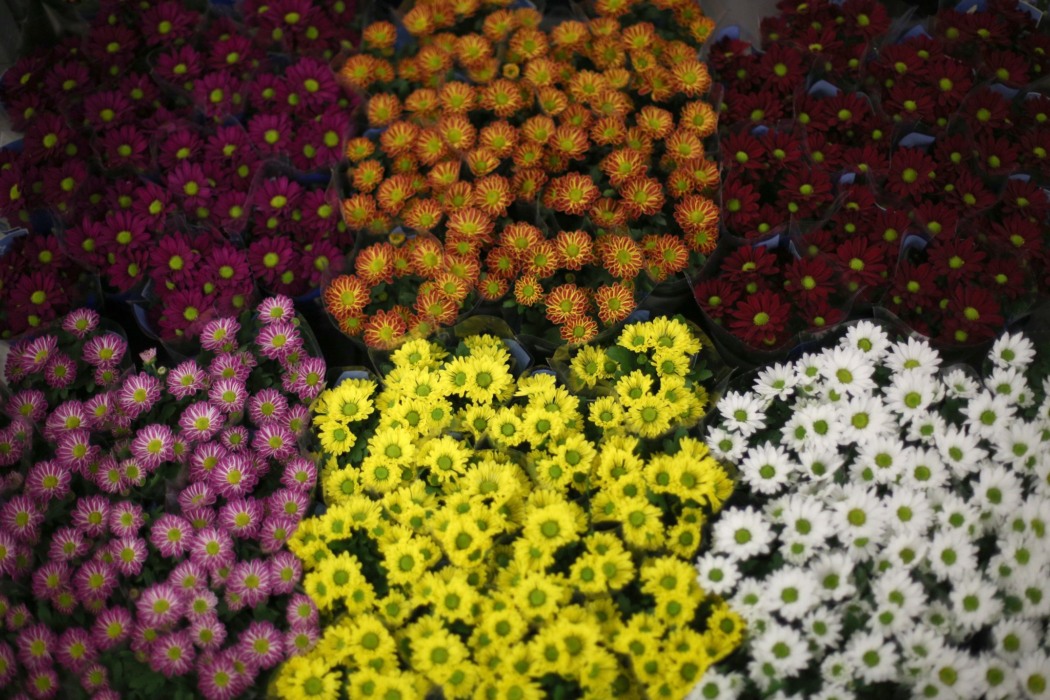 Zartes Rosa, leuchtendes Gelb, tiefes Burgunderrot: Chrysanthemen überzeugen mit Farbenpracht.