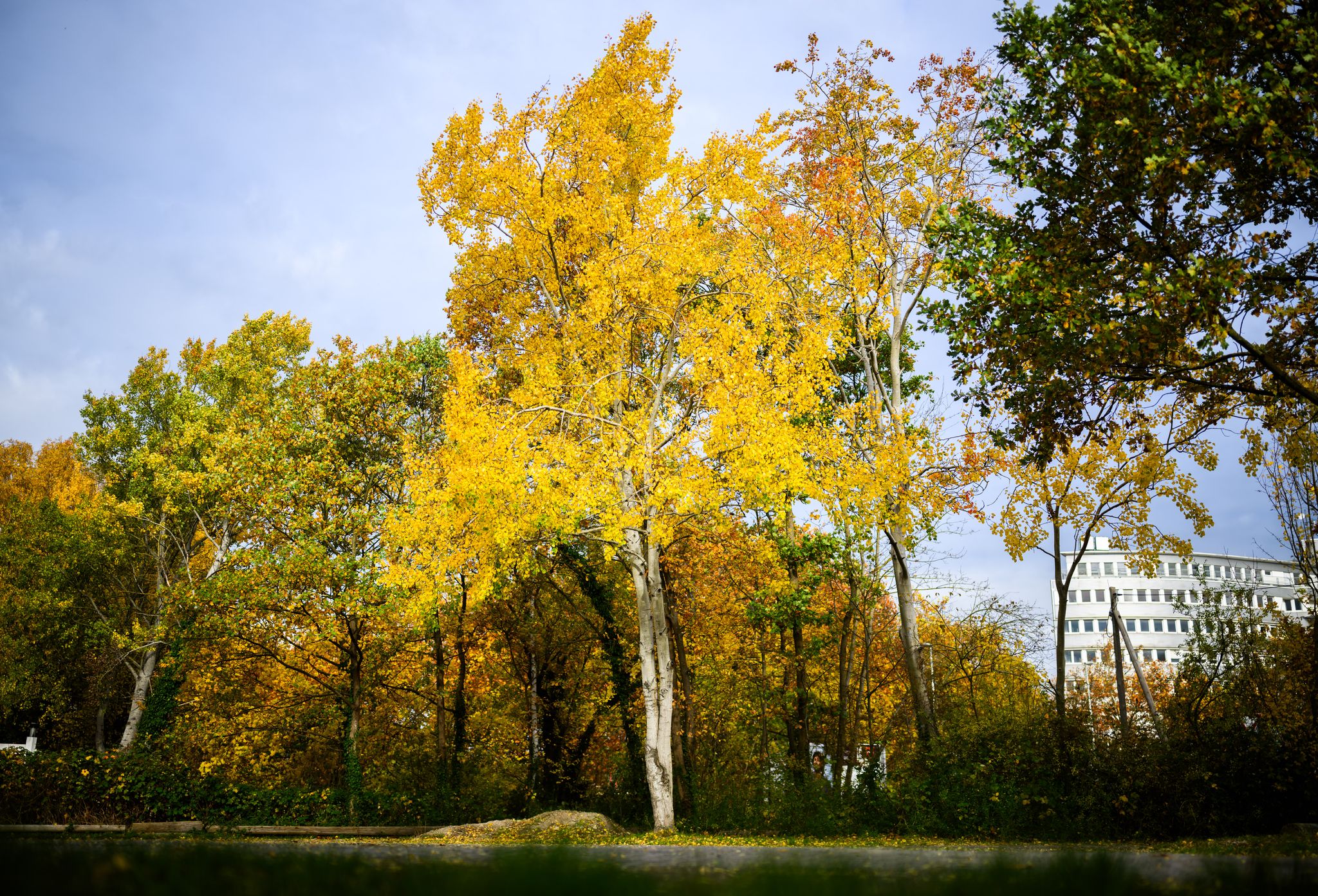Die Zitterpappel (Populus tremula) - auch Espe oder Aspe genannt -  ist Baum des Jahres 2026.