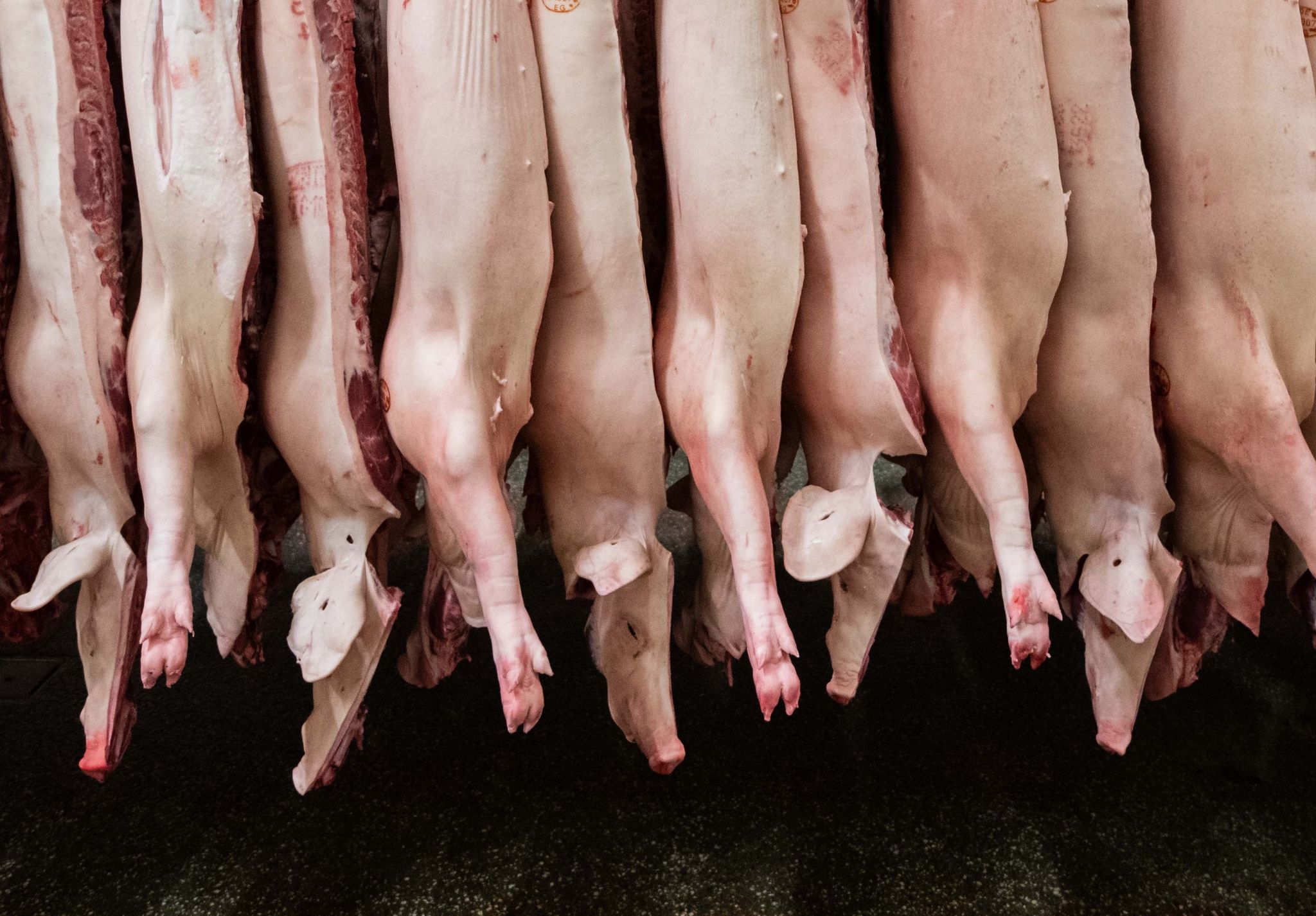 Insgesamt produzierten Schlachtunternehmen 2023 rund 4,2 Millionen Tonnen Schweinefleisch - deutlich weniger als noch 2022.